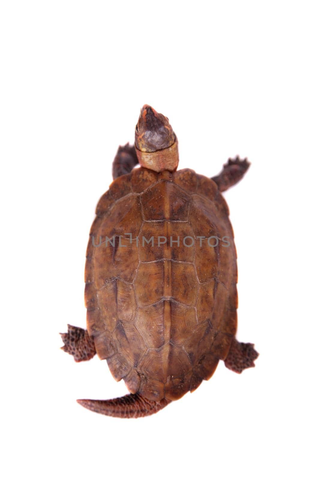 The Ryukyu black-breasted leaf turtle, Geoemyda japonica, isolated on white