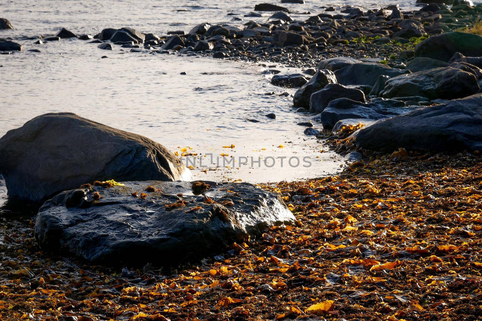 Summer landscape. Brown laminaria on White sea bay, Russia