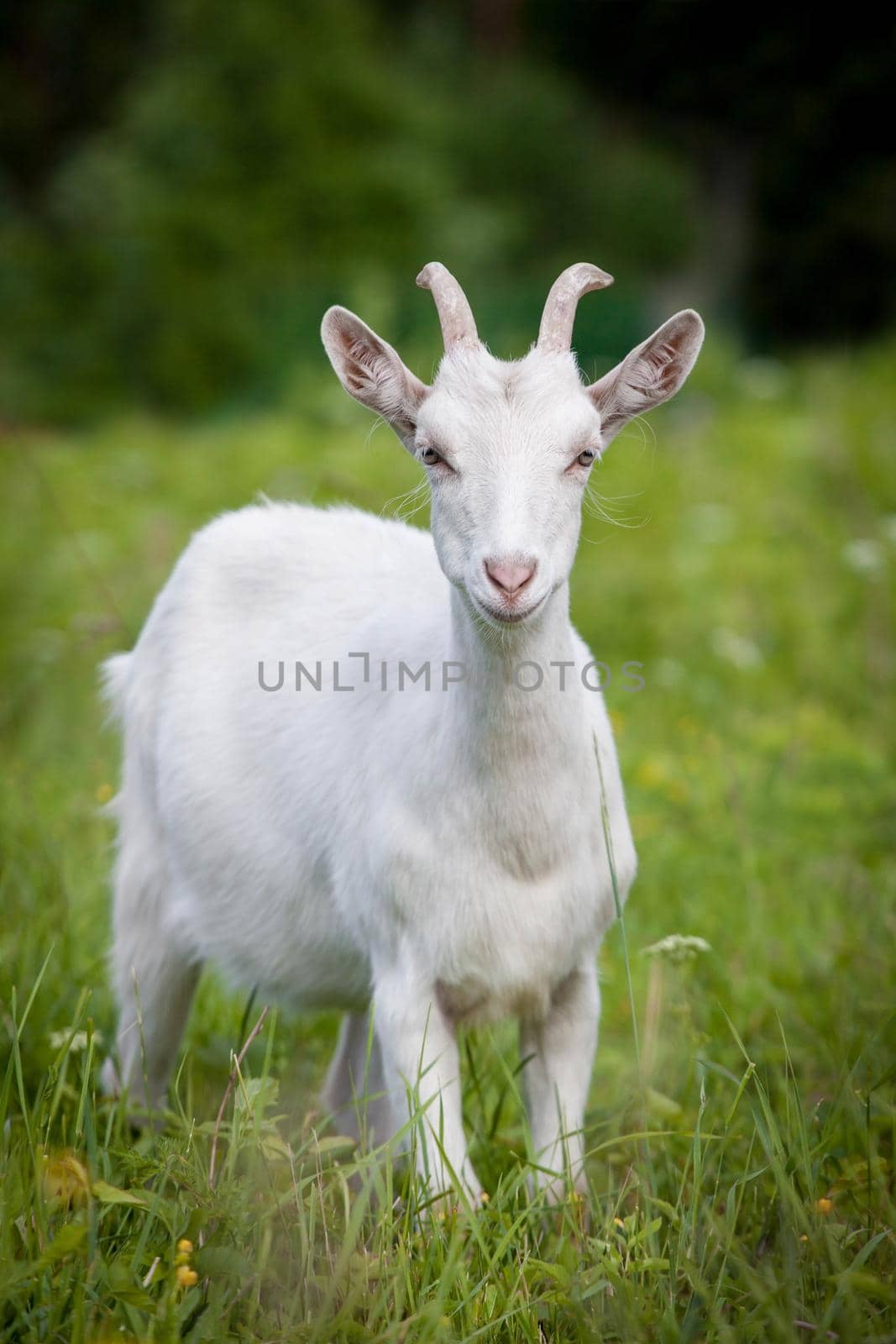 Cute young white goat grazing oon green grass