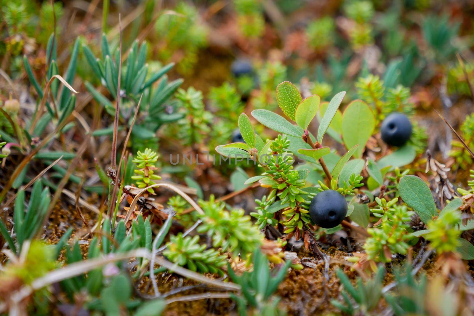 Black crowberry, Empetrum nigrum, on White sea bay, Russia