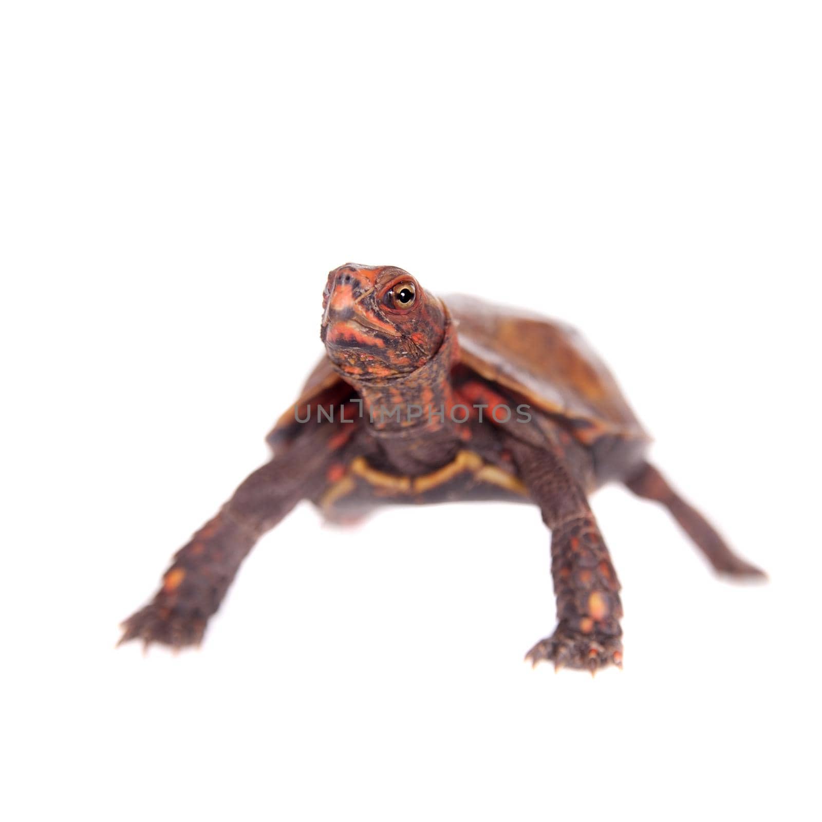 The Ryukyu black-breasted leaf turtle, Geoemyda japonica, isolated on white