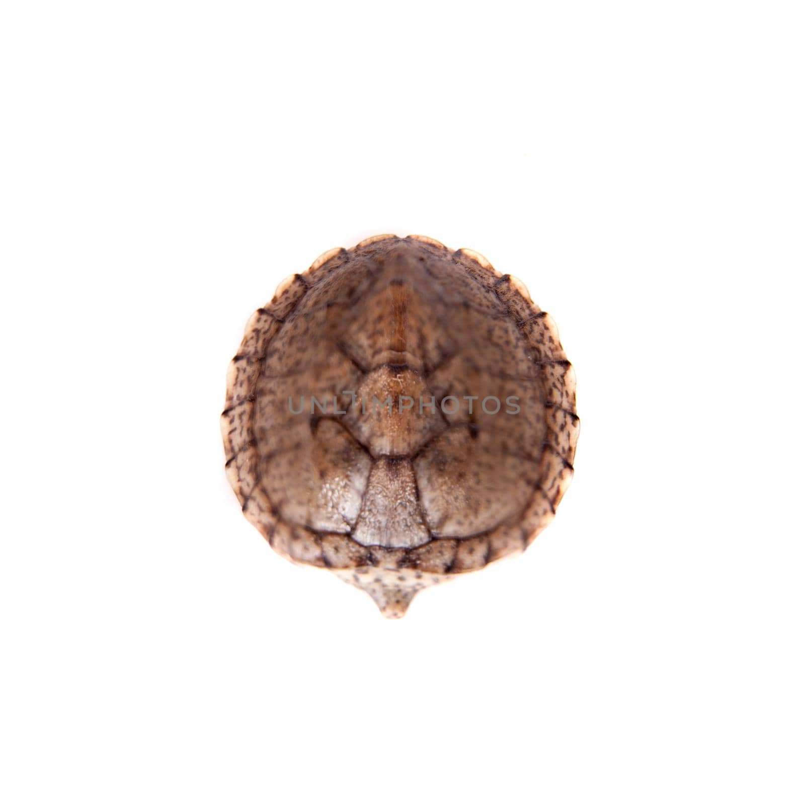 The African keeled mud turtle, Pelusios carinatus, isolated on white background