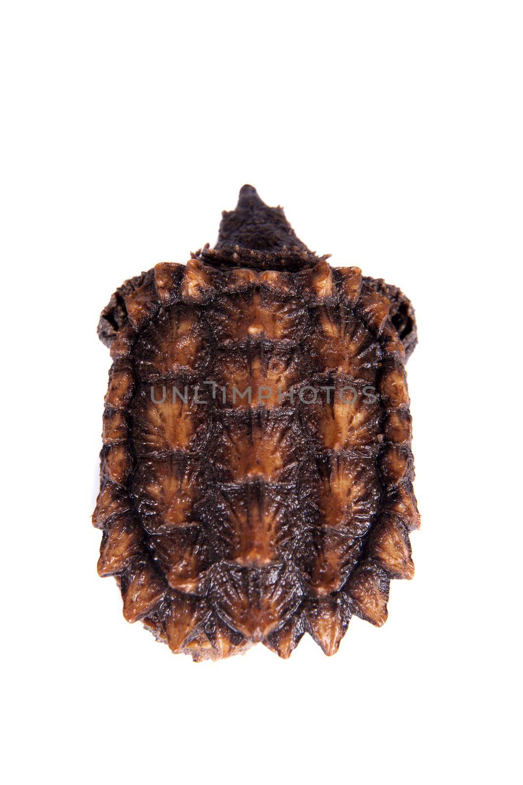 Alligator snapping turtle, Macrochelys temminckii, isolated on white