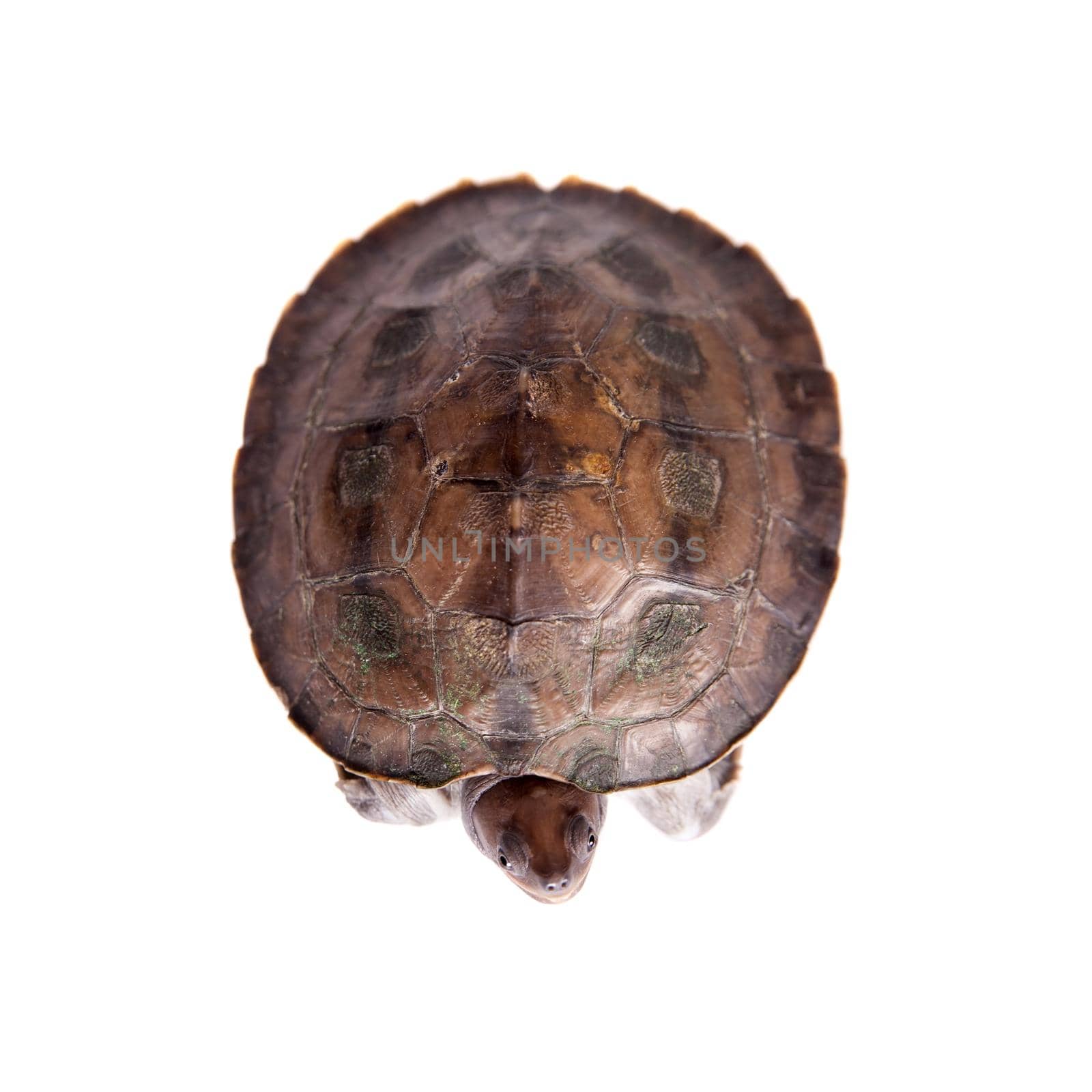 Painted river terrapin, Batagur borneoensis, isolated on white background.
