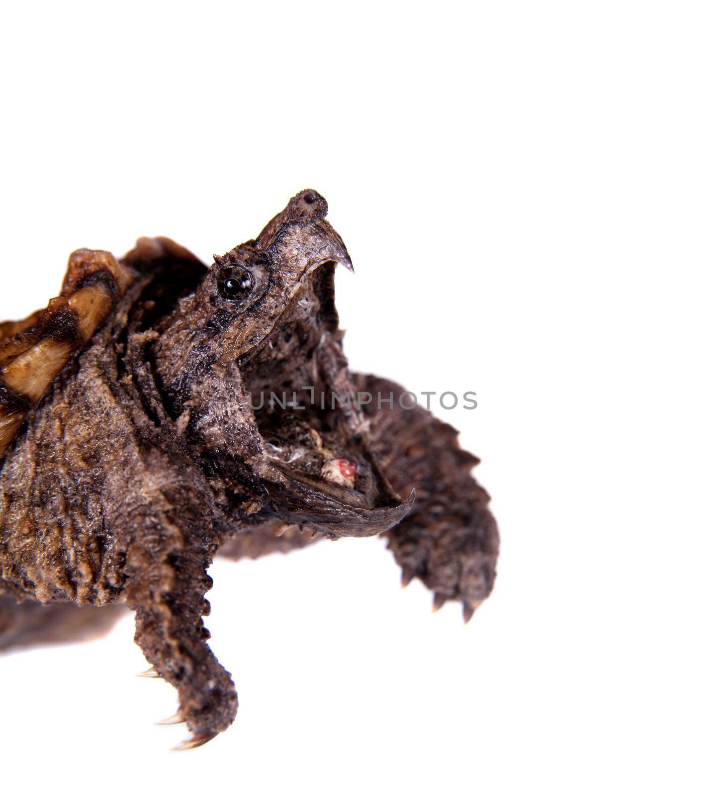 Alligator snapping turtle on white by RosaJay
