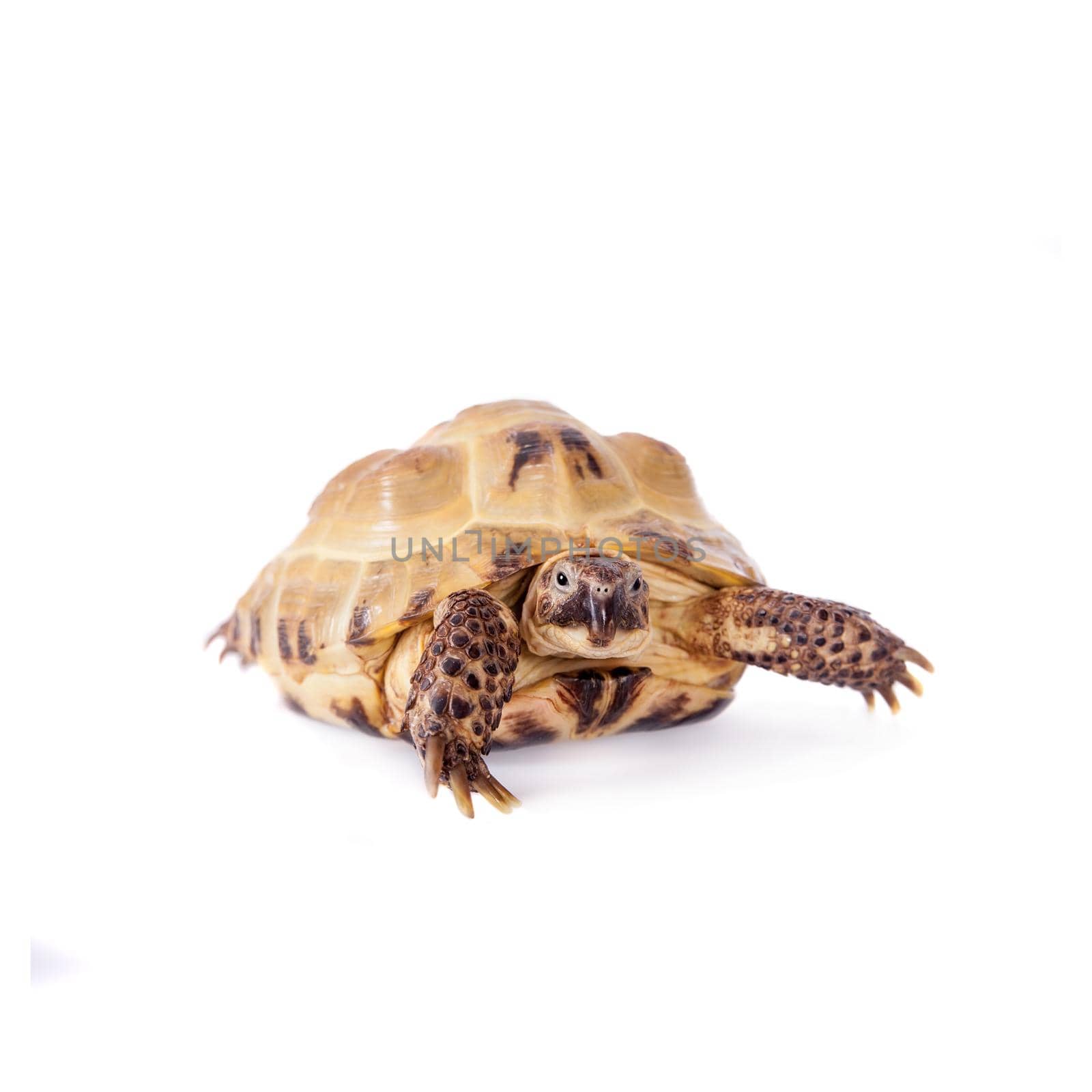 Central Asian tortoise on white background by RosaJay