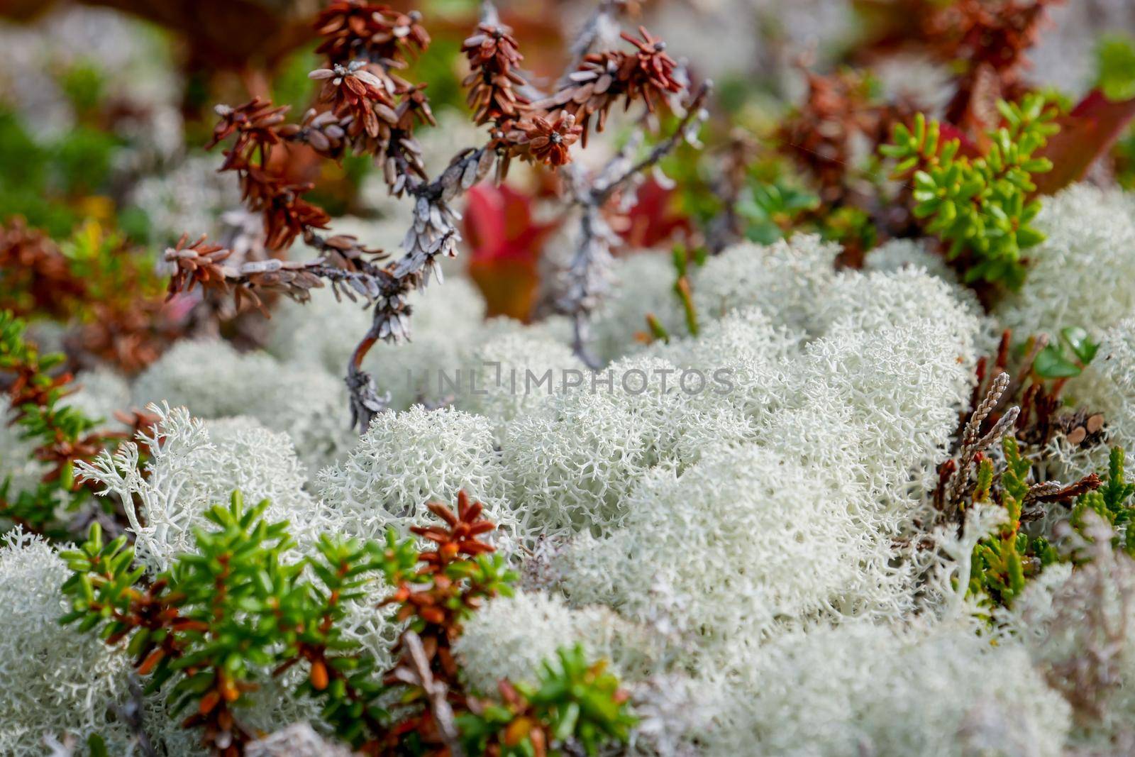 Forest white moss or reindeer moss on rocks by RosaJay