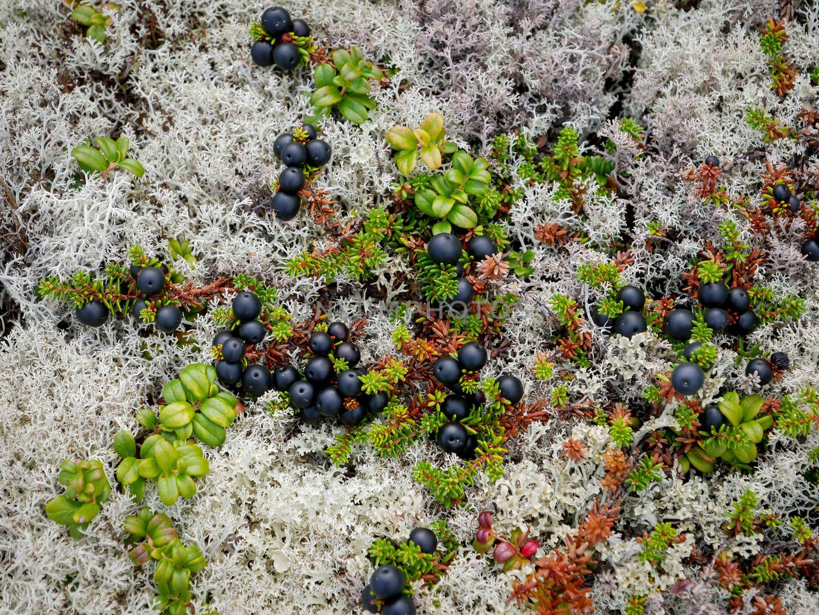 Black crowberry on White sea bay, Russia by RosaJay