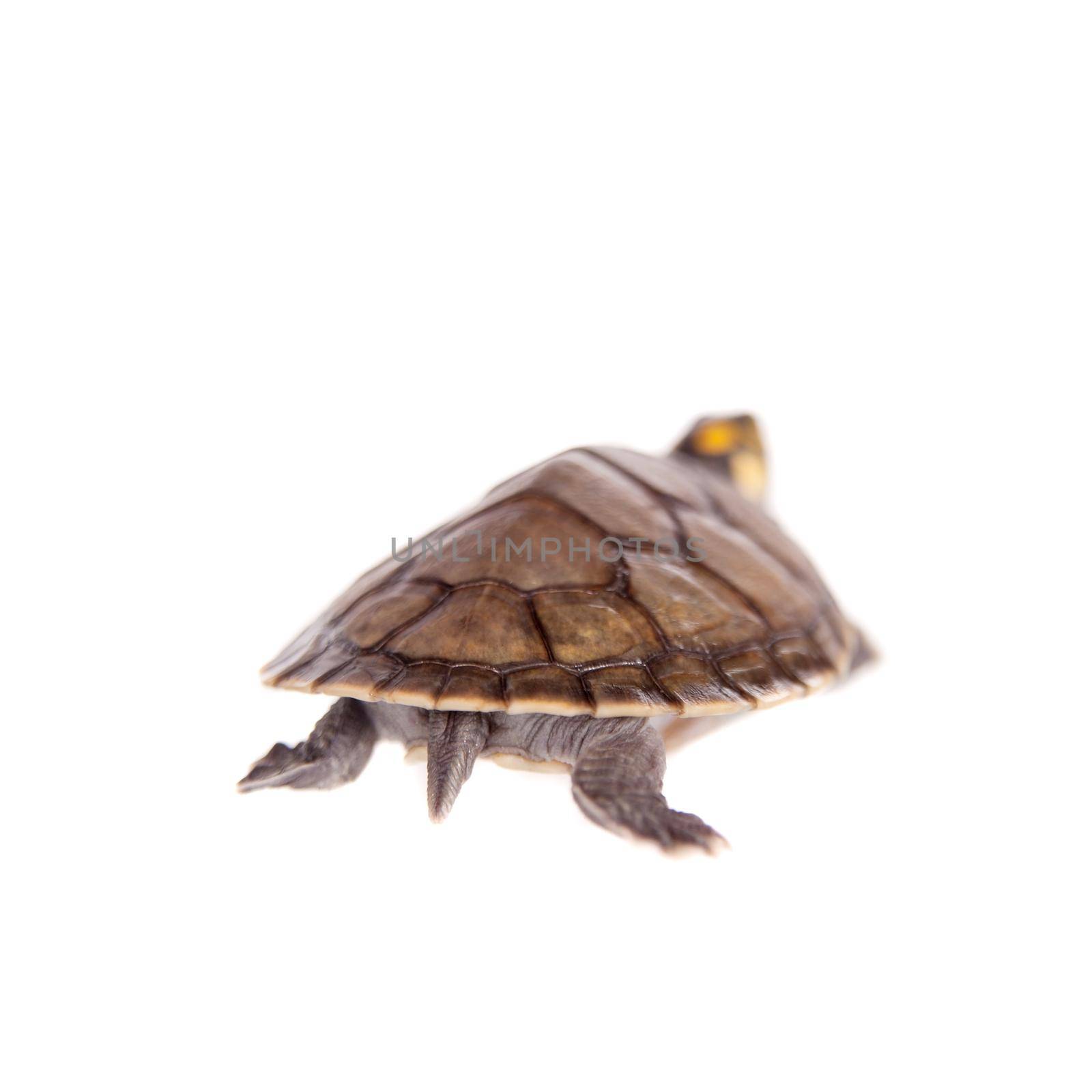 Yellow-spotted Amazon River Turtle, Podocnemis unifilis, isolated on white