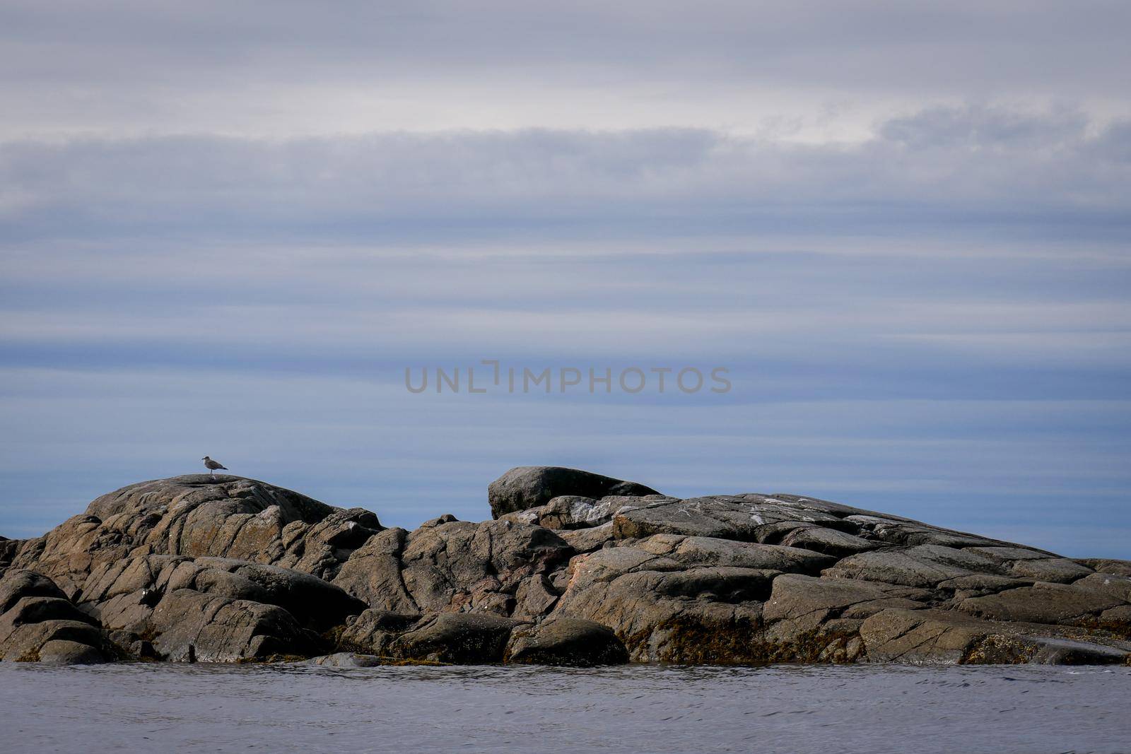 Summer landscape. Brown laminaria on White sea bay, Russia