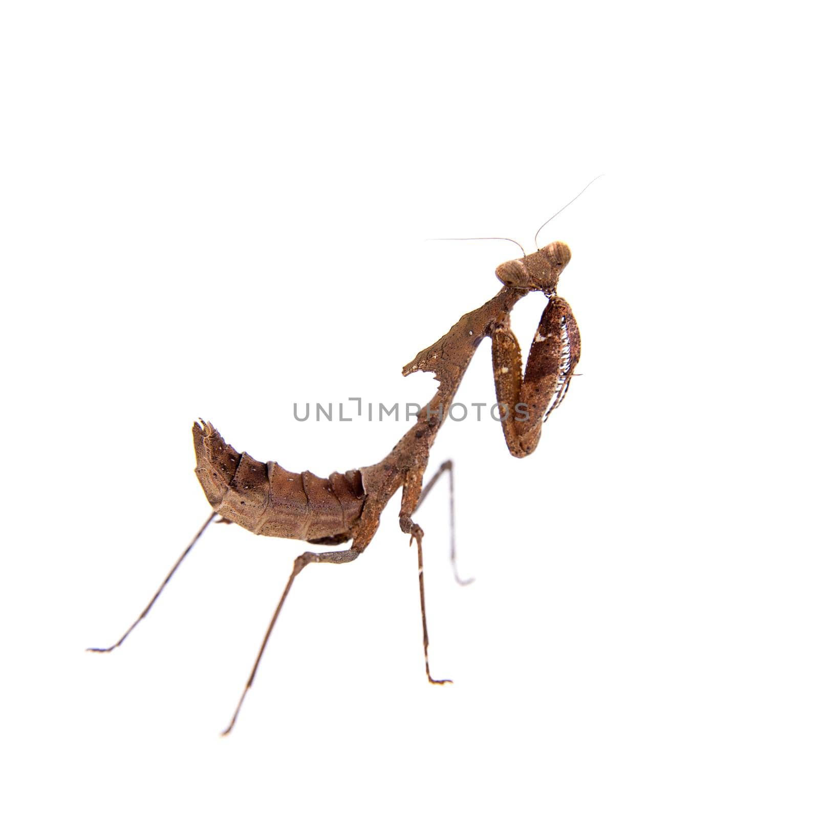 Giant Dead Leaf Mantis, Deroplatys desiccata on white by RosaJay