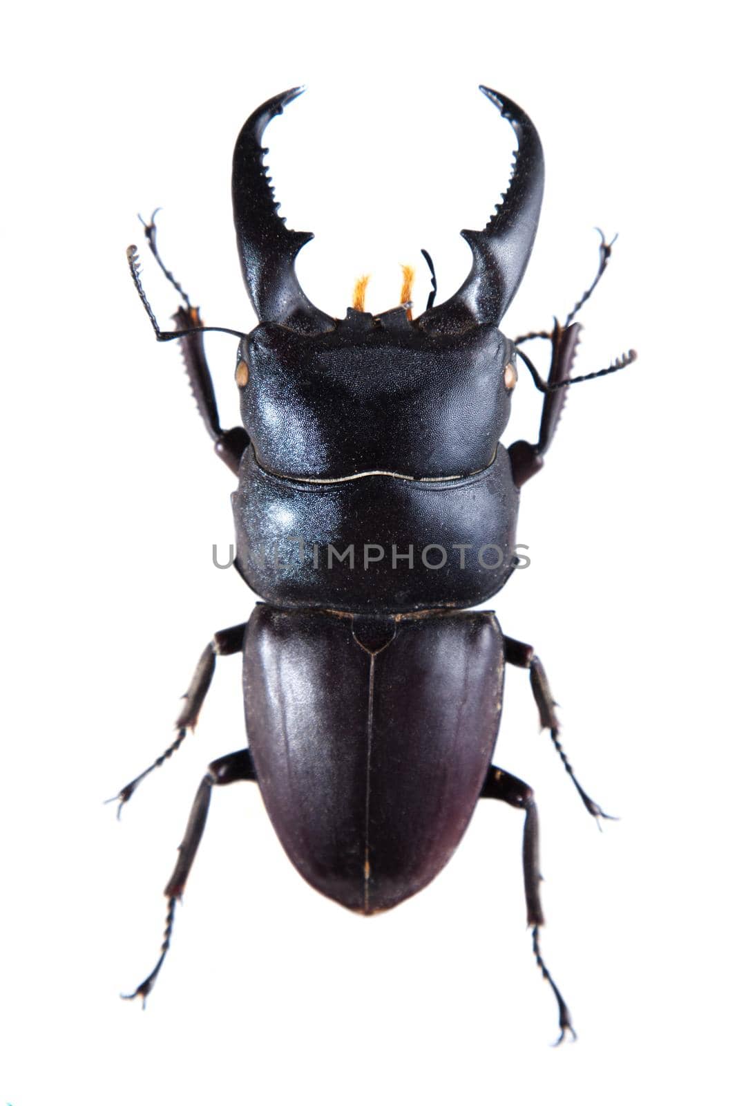 Stag beetle in museum isolated on the white background