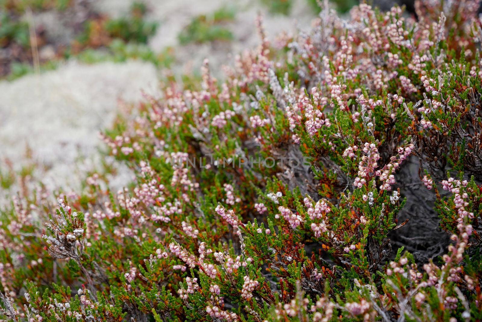 Blooming Heather in the meadow on White sea, Russia