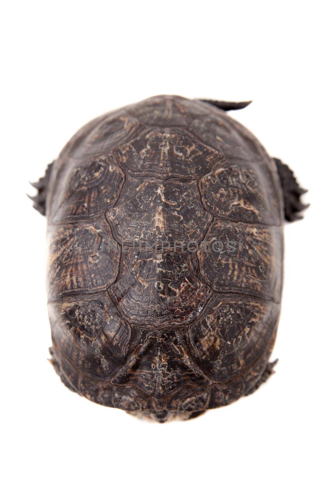 European pond terrapin isolated on white, Emys orbicularis