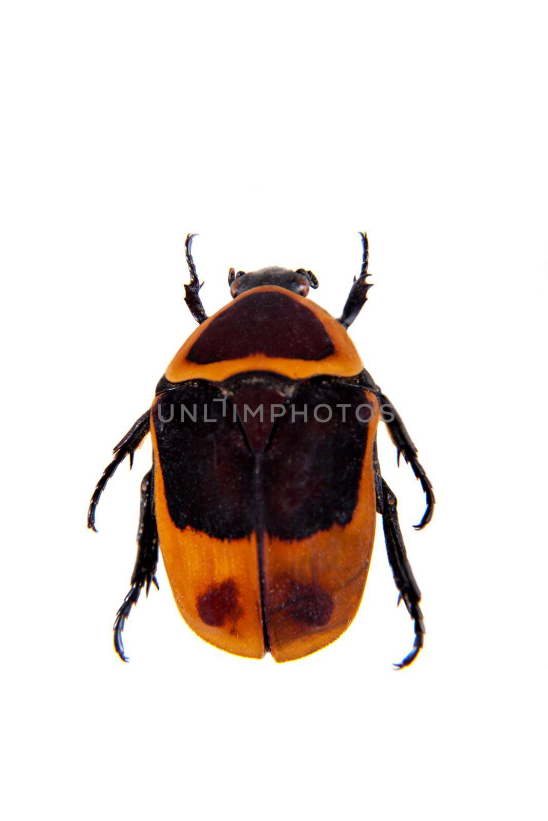 Flower beetle in museum isolated on the white background