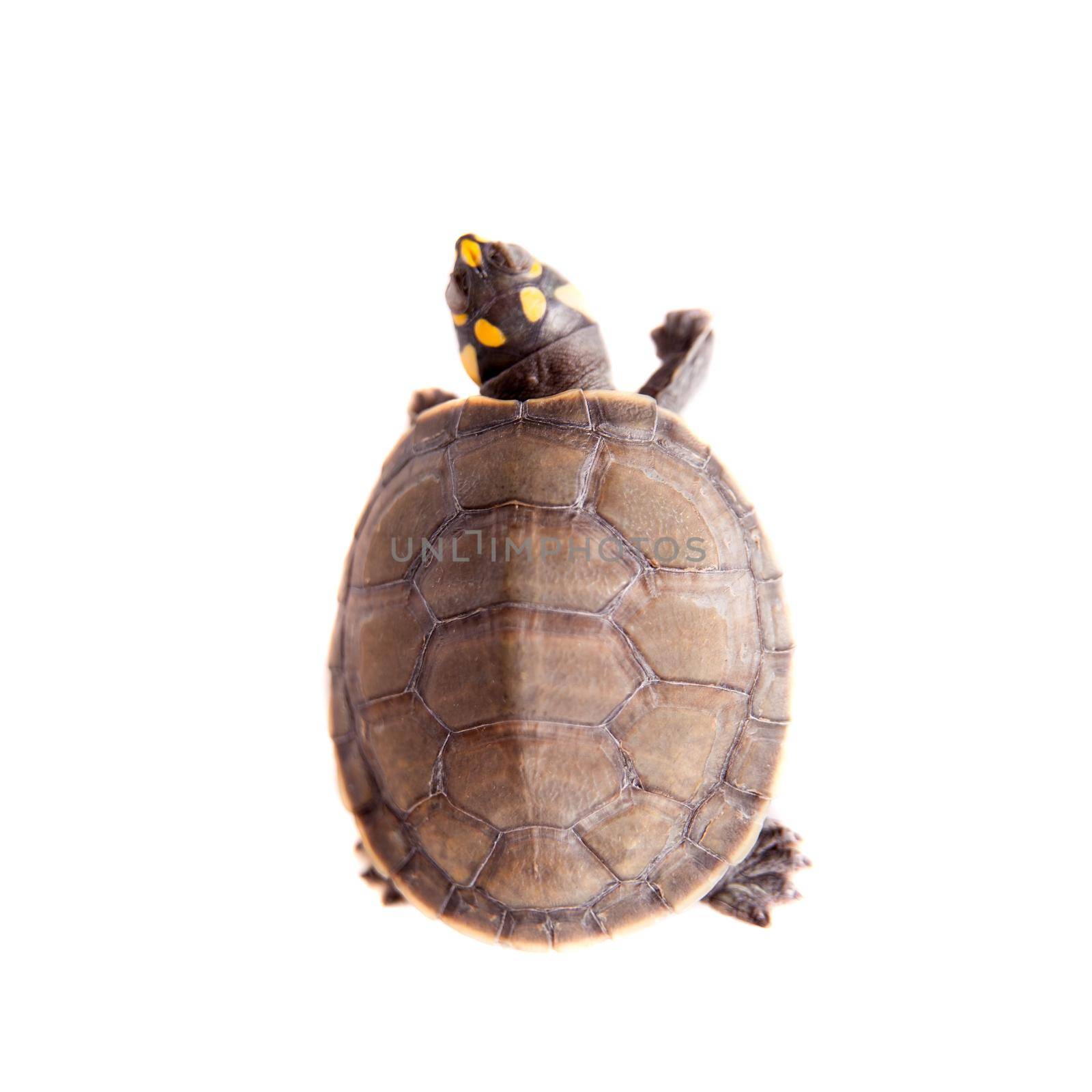 Yellow-spotted Amazon River Turtle, Podocnemis unifilis, isolated on white