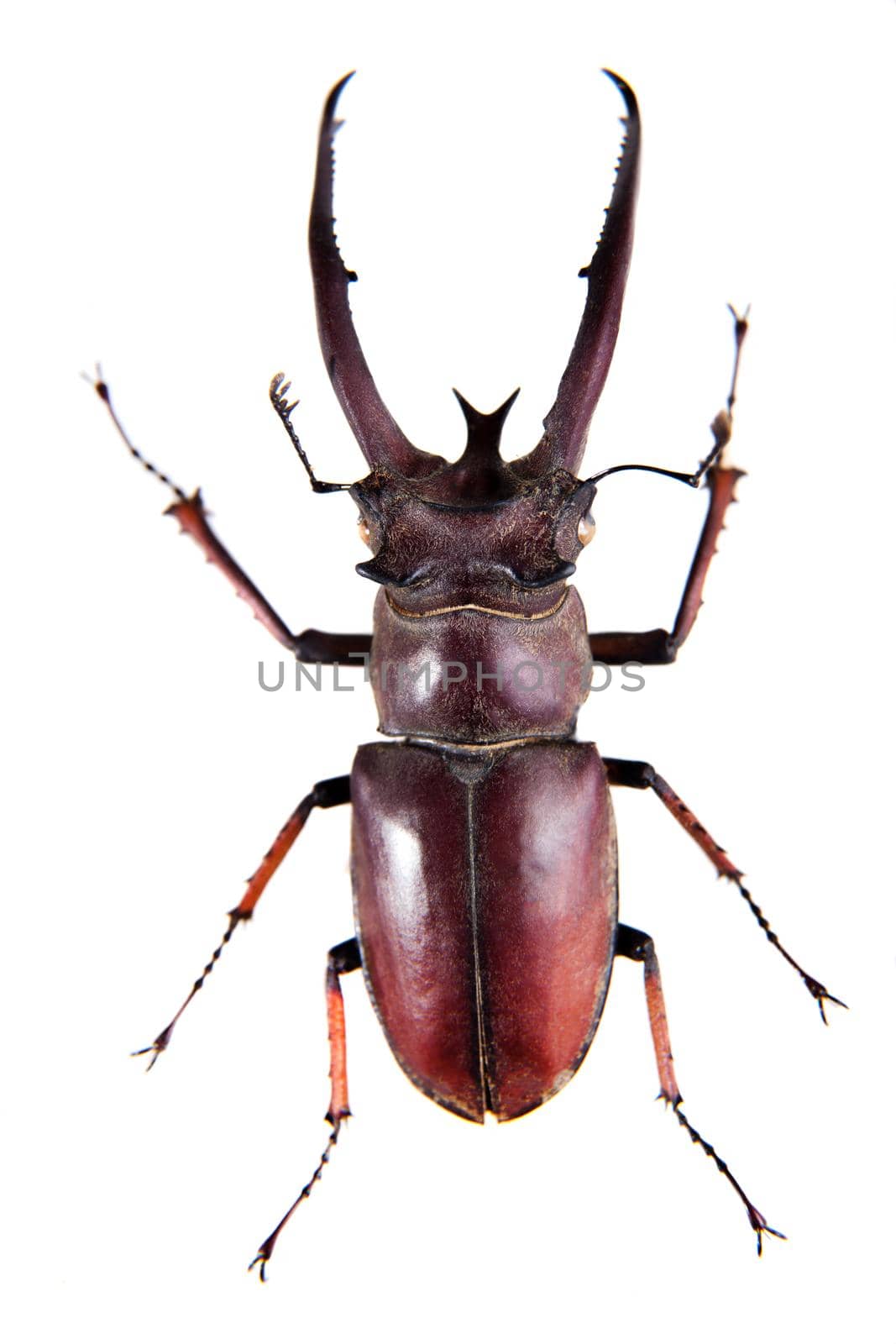 Stag beetle in museum isolated on the white background