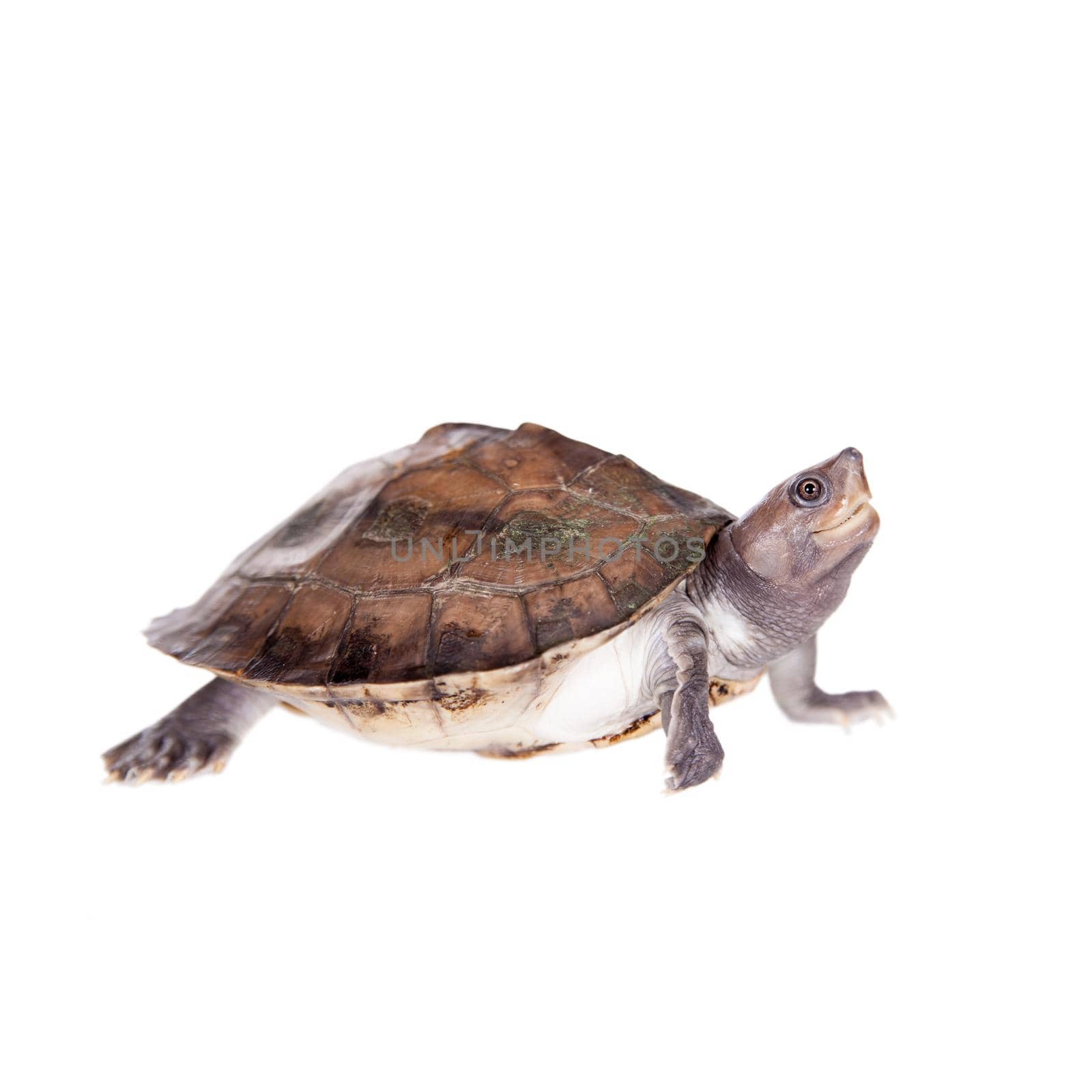 Painted river terrapin, Batagur borneoensis, isolated on white background.