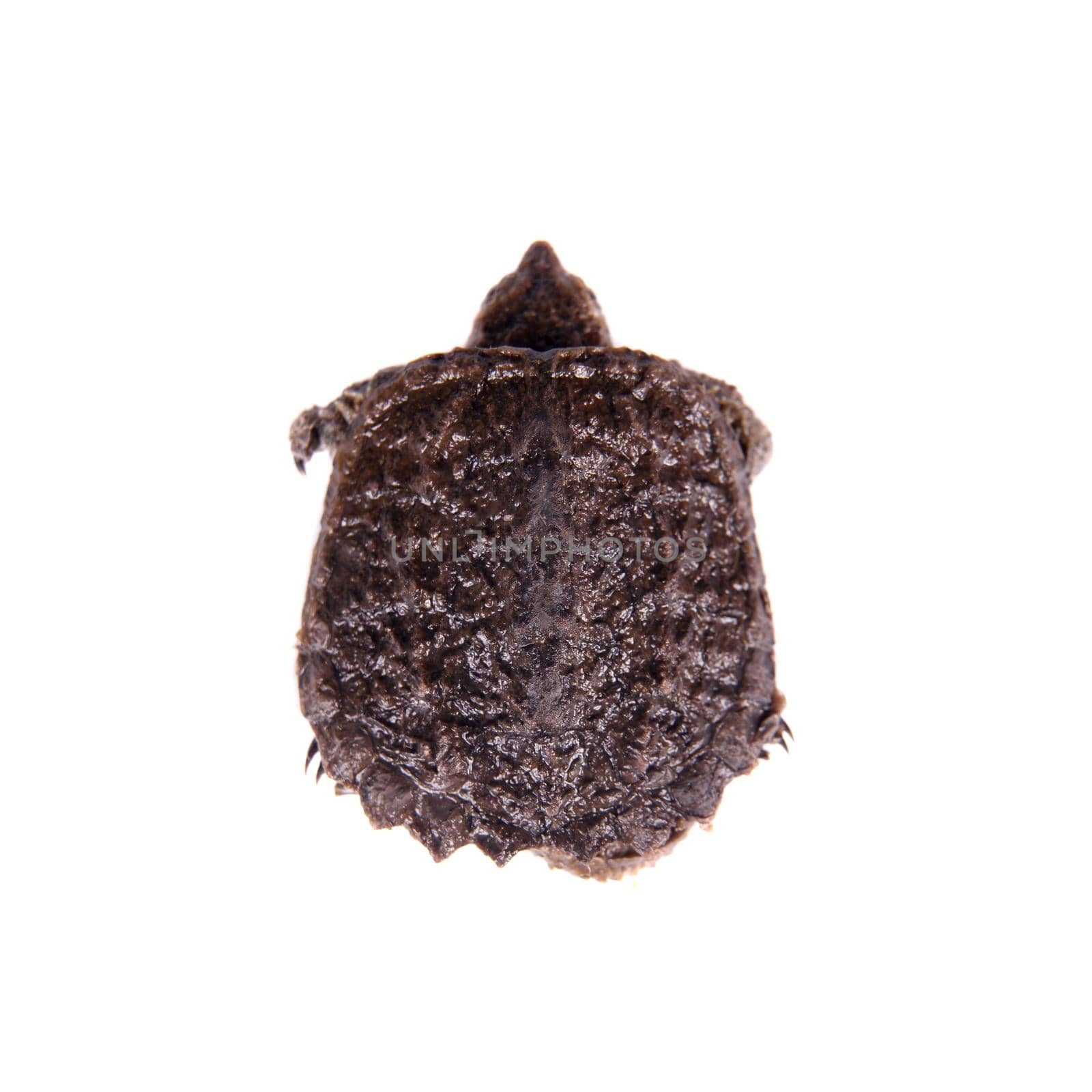 Common Snapping Turtle hatchling, Chelydra serpentina, on white background