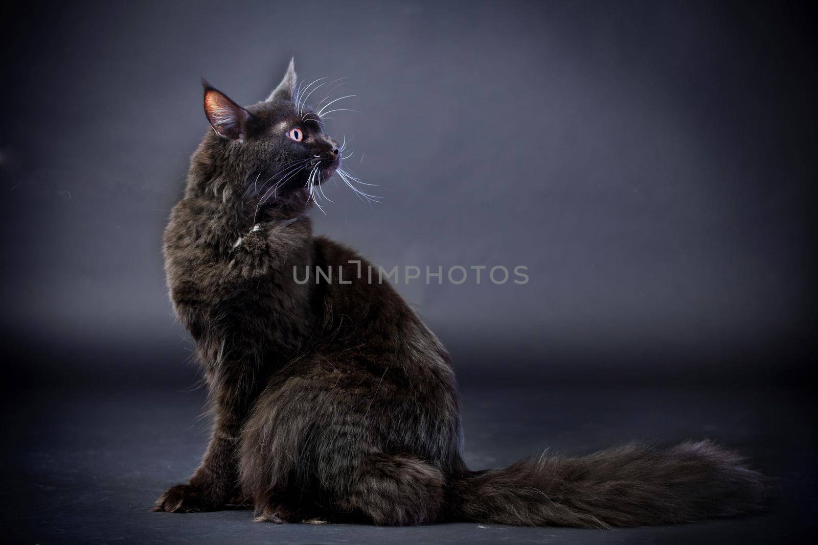 Black Maine Coon cat in studio on black background