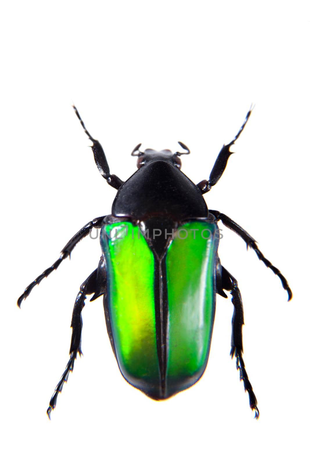 Green beetle in museum isolated on the white background