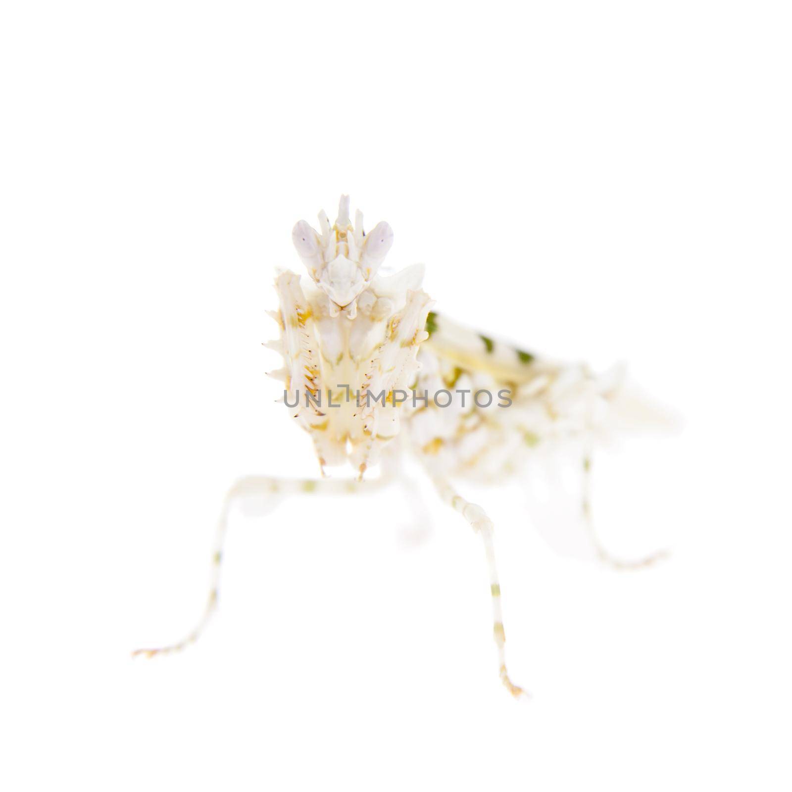 Pseudocreobotra wahlbergii, or common names Spiny flower mantis isolates on white background