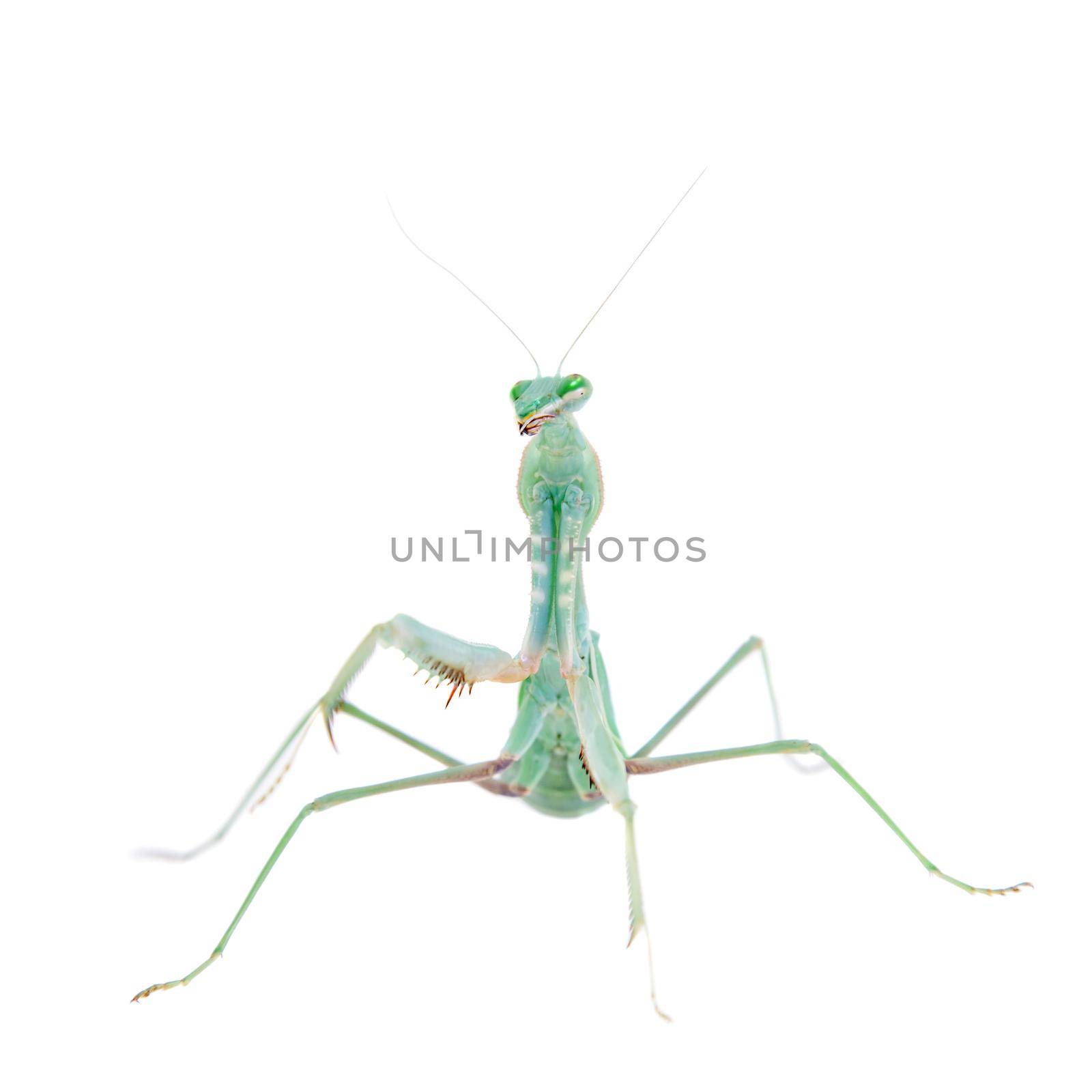 Giant african mantis, Sphodromantis viridis, on white by RosaJay