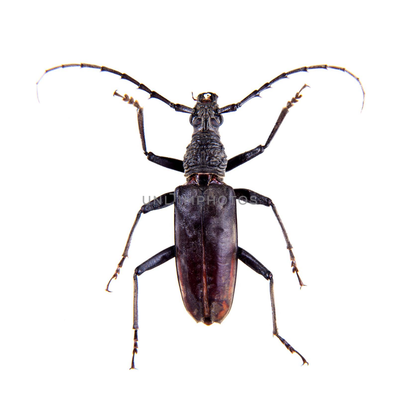 The Pine sawyer beetle in museum isolated on the white background