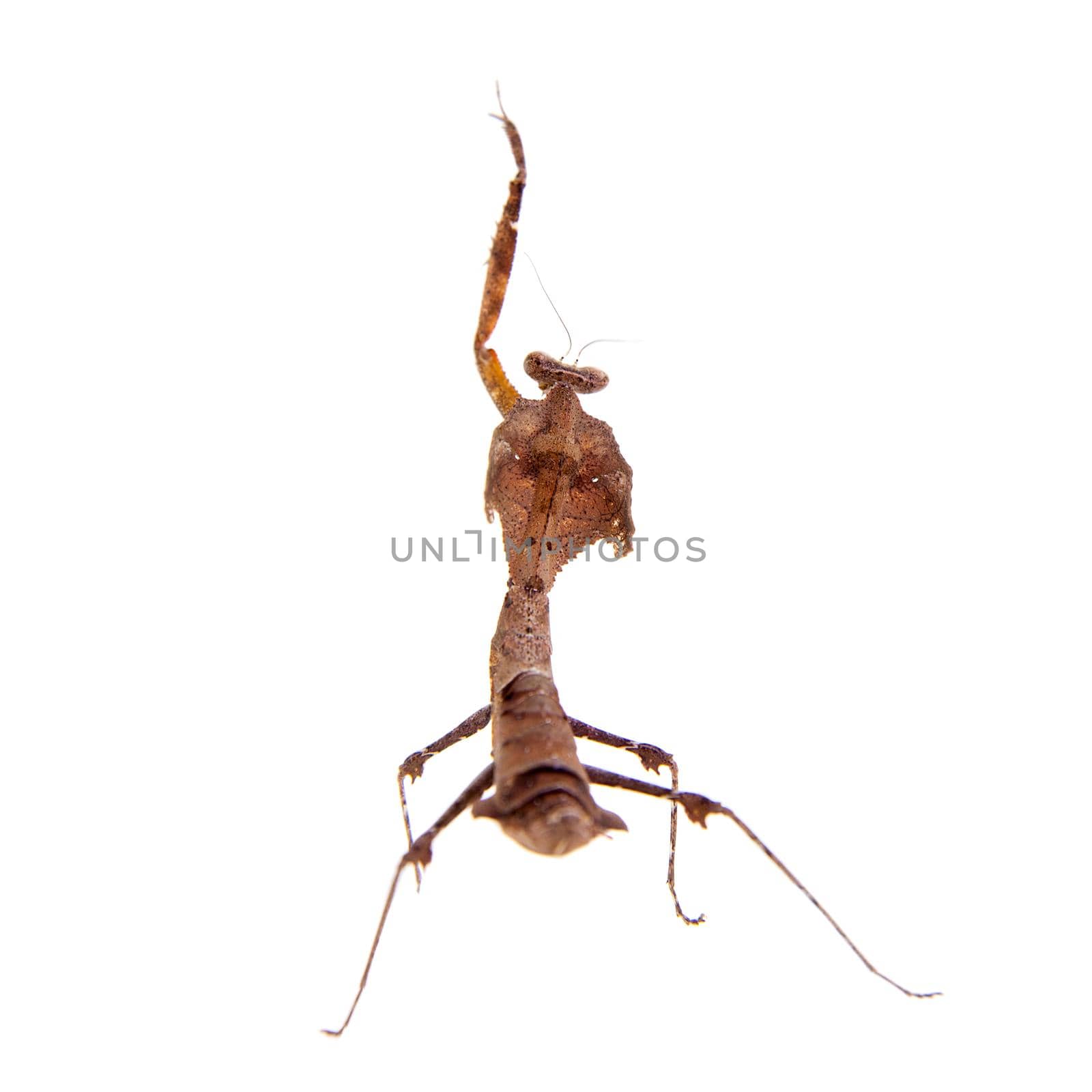 Giant Dead Leaf Mantis, Deroplatys desiccata on white by RosaJay