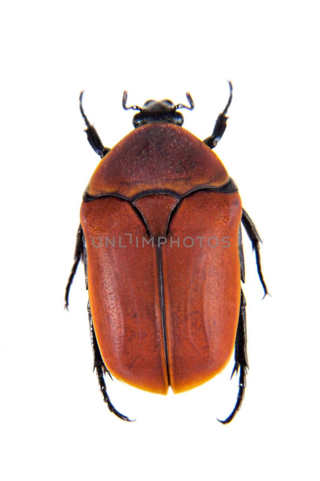 Red beetle in museum isolated on the white background