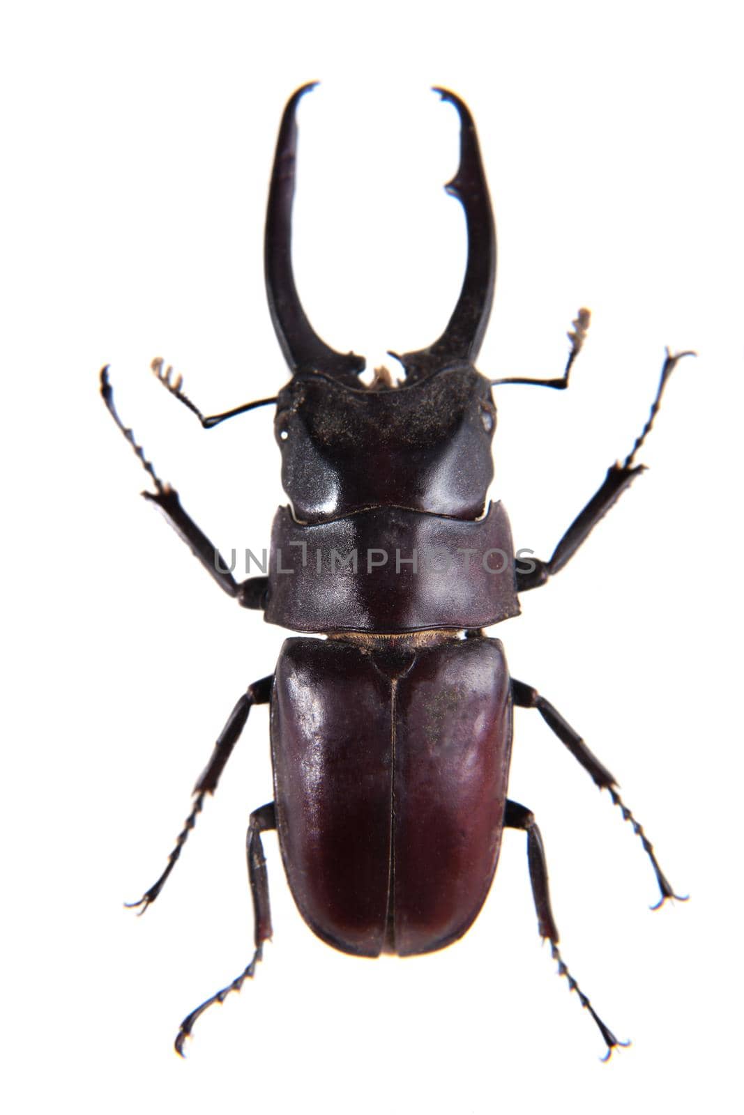 Stag beetle in museum isolated on the white background