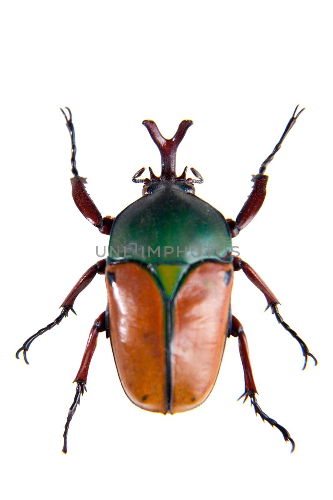 The beetle in museum isolated on the white background