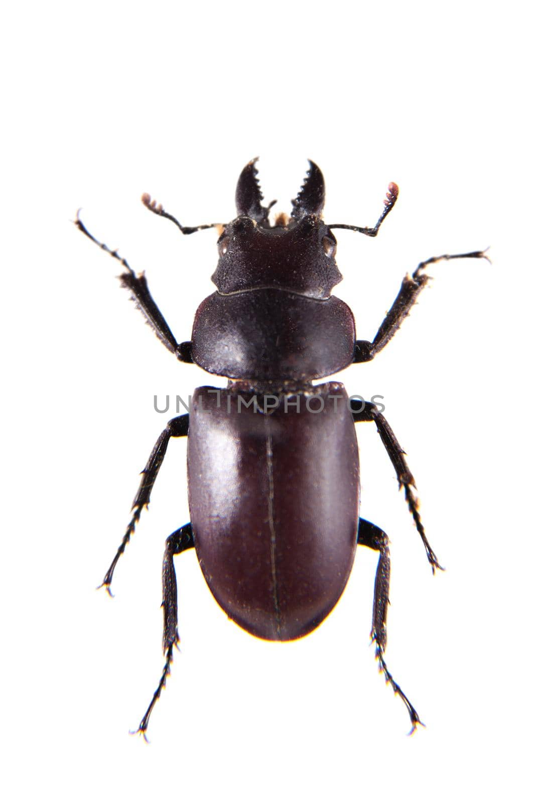 Stag beetle in museum isolated on the white background