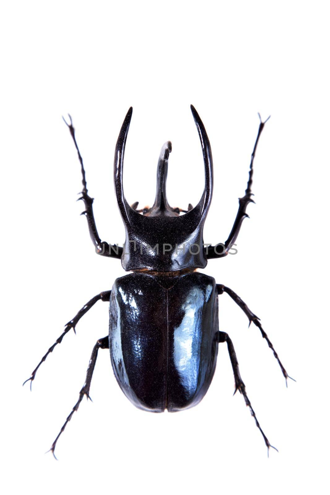 The five-horned beetle in museum isolated on the white background