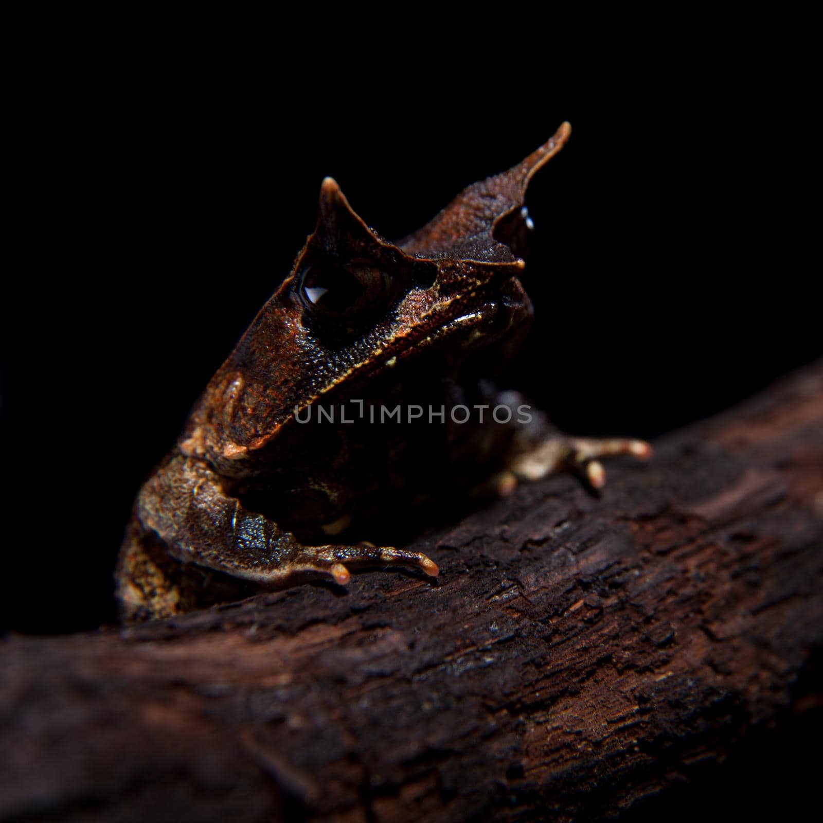 The long-nosed horned frog isolated on black background