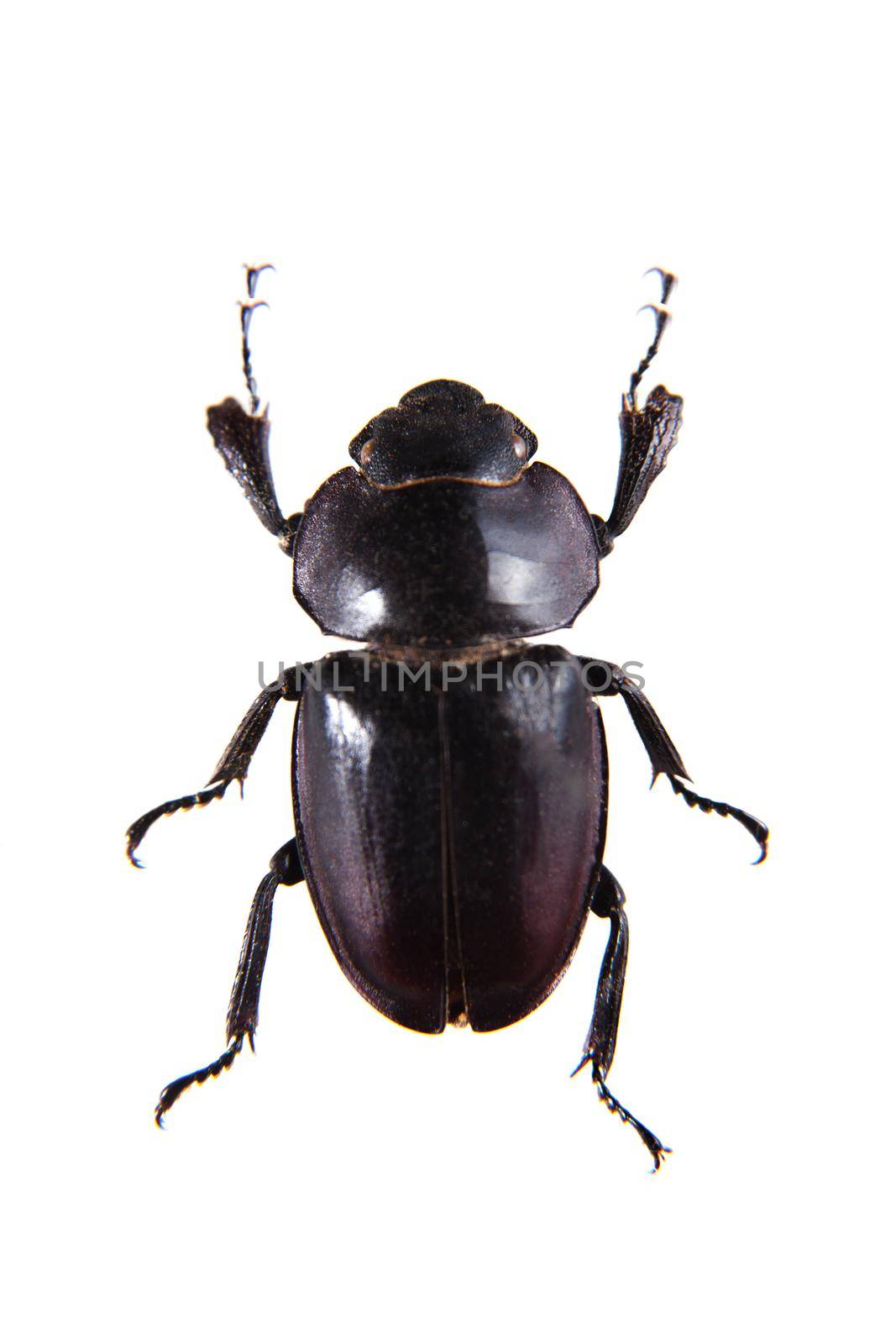 Rhinoceros beetle in museum isolated on the white background