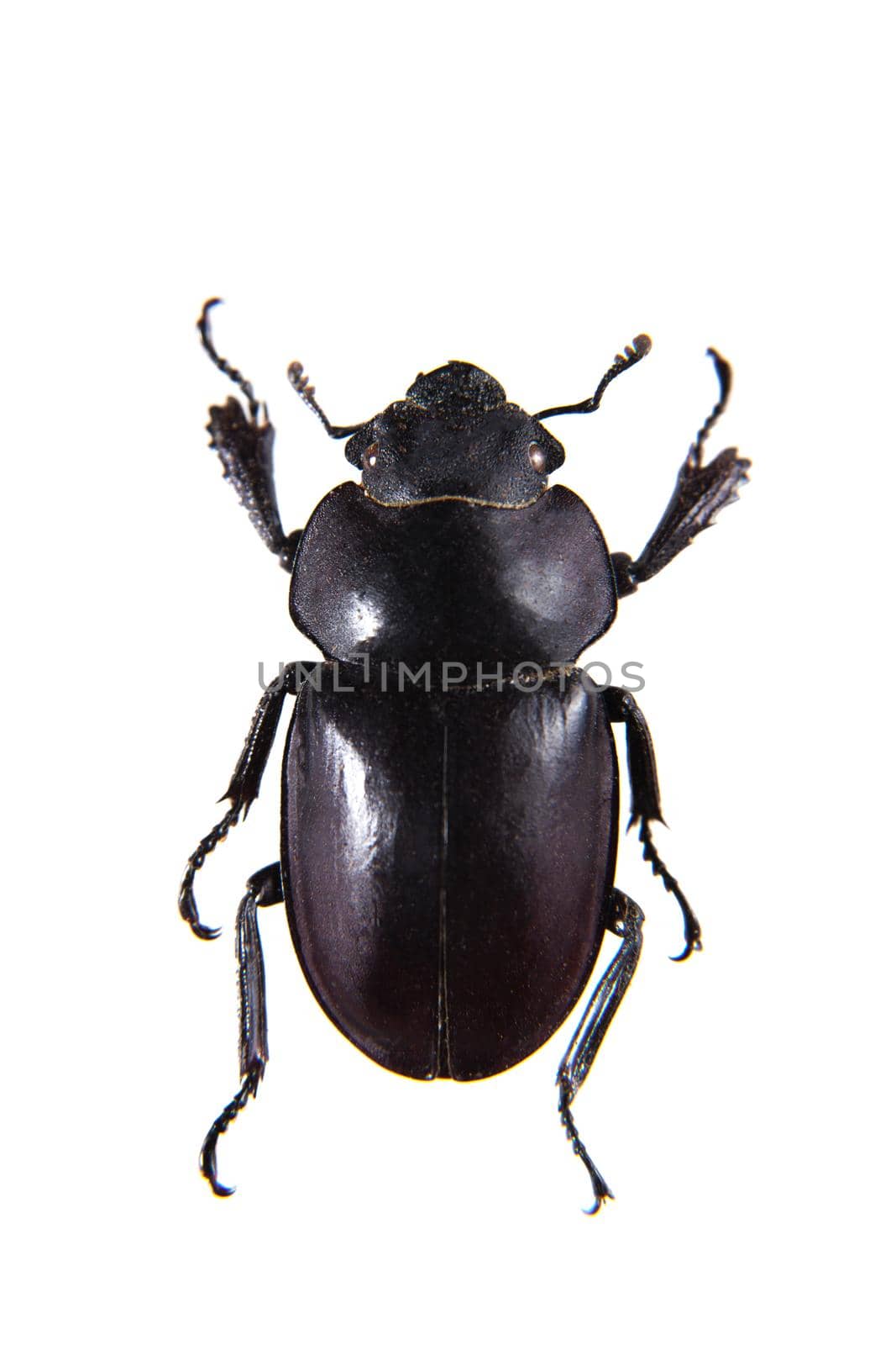 Rhinoceros beetle in museum isolated on the white background