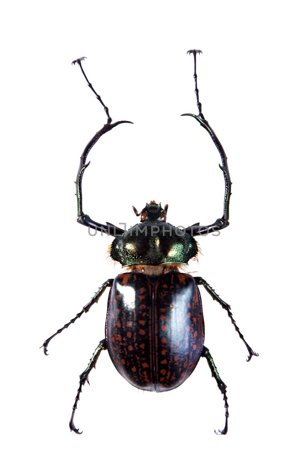 Arlequin beetle in museum isolated on the white background