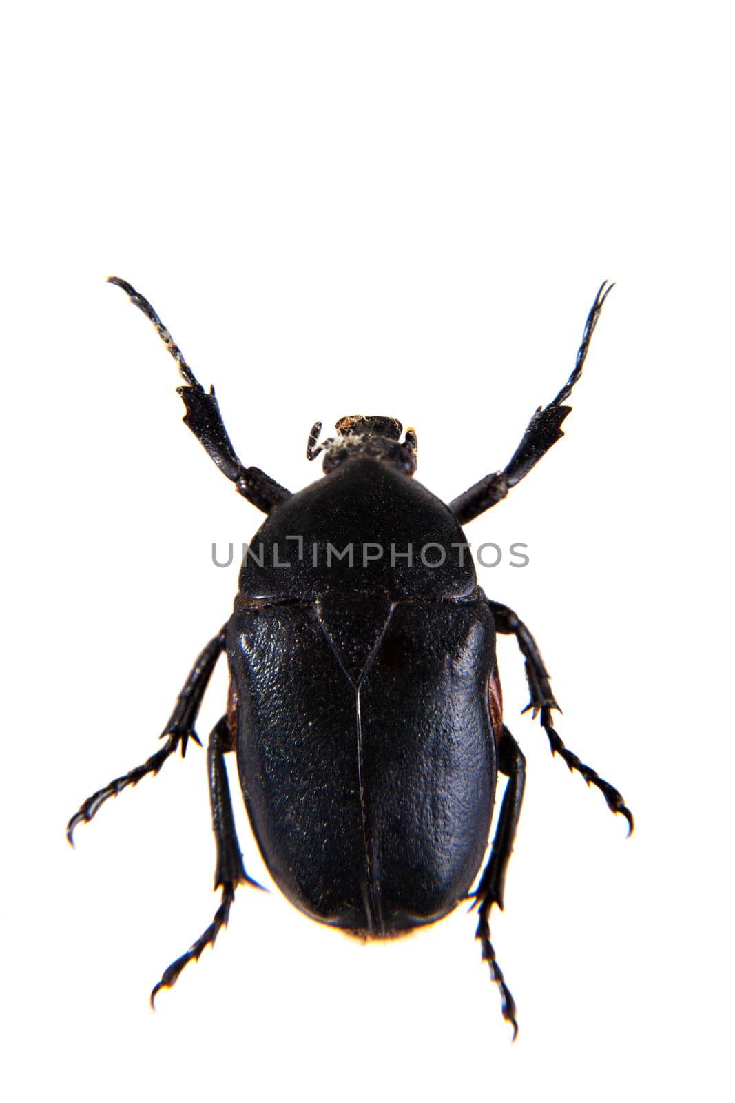 The black beetle on the white background by RosaJay