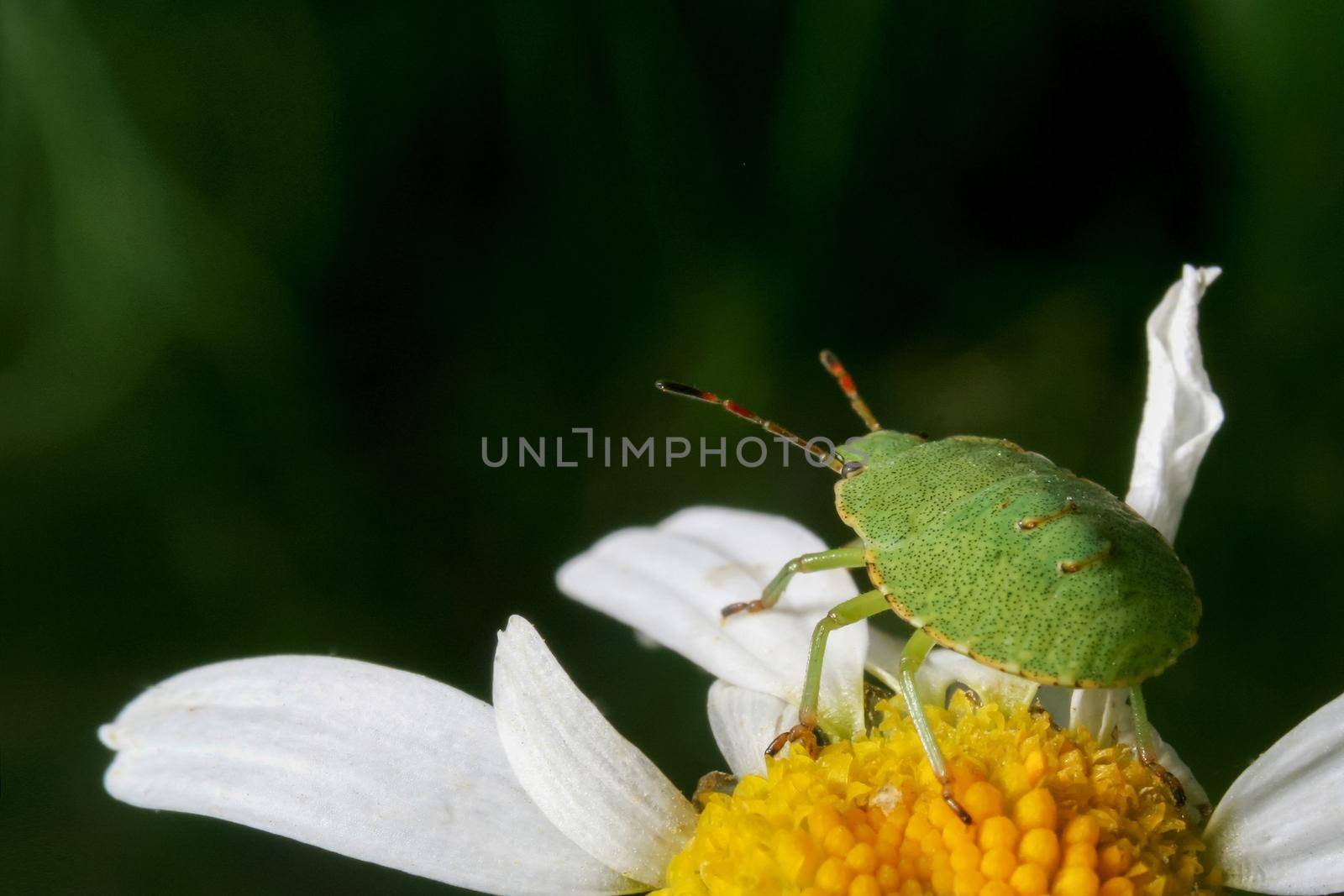 Green shield bug larvae, Palomena prasina, on a chamomile