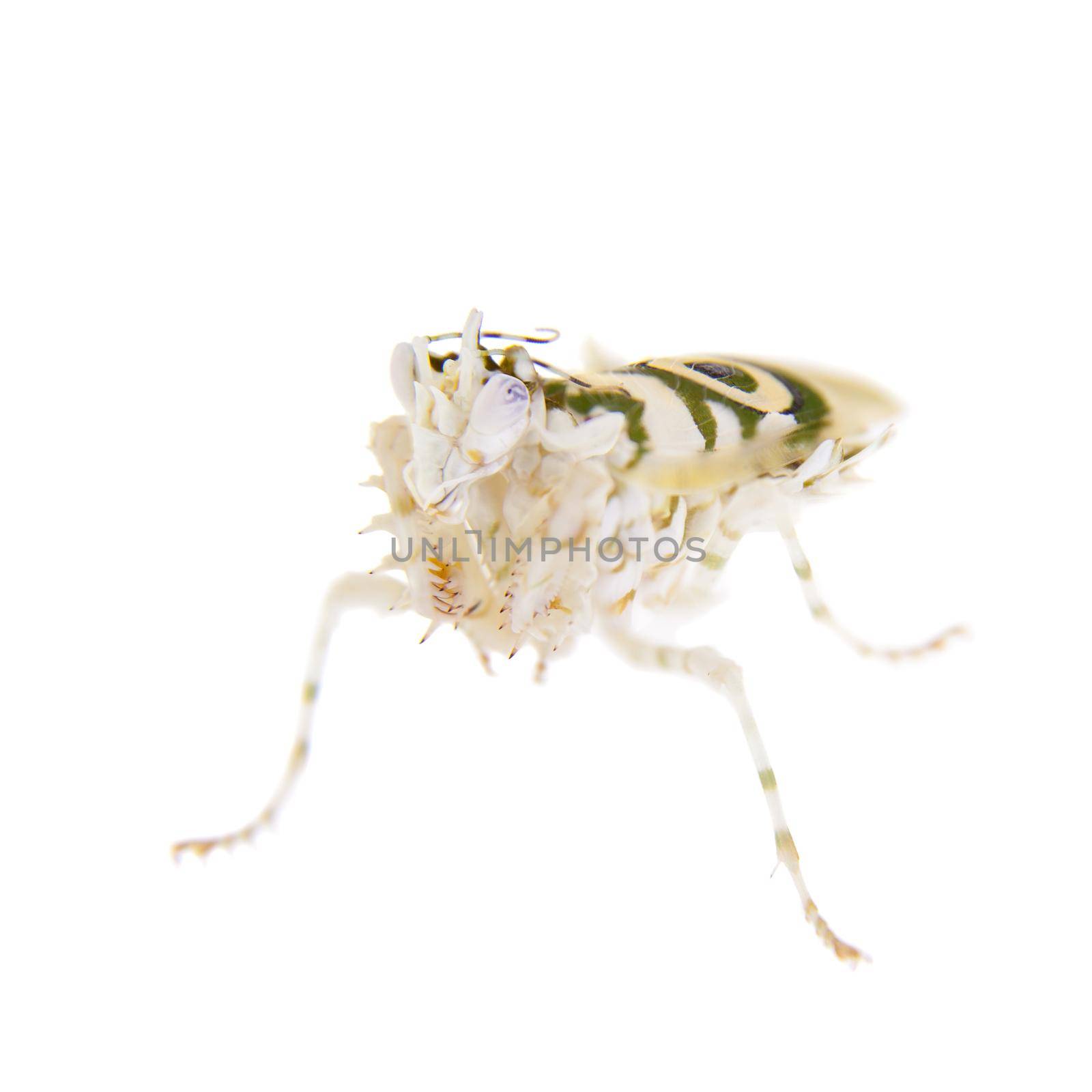 Pseudocreobotra wahlbergii, or common names Spiny flower mantis isolates on white background