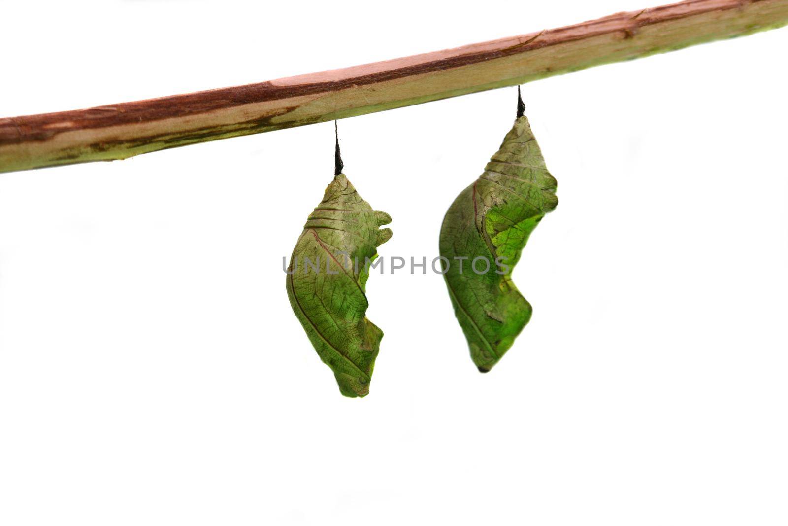 Green butterfly pupae isolated on white background