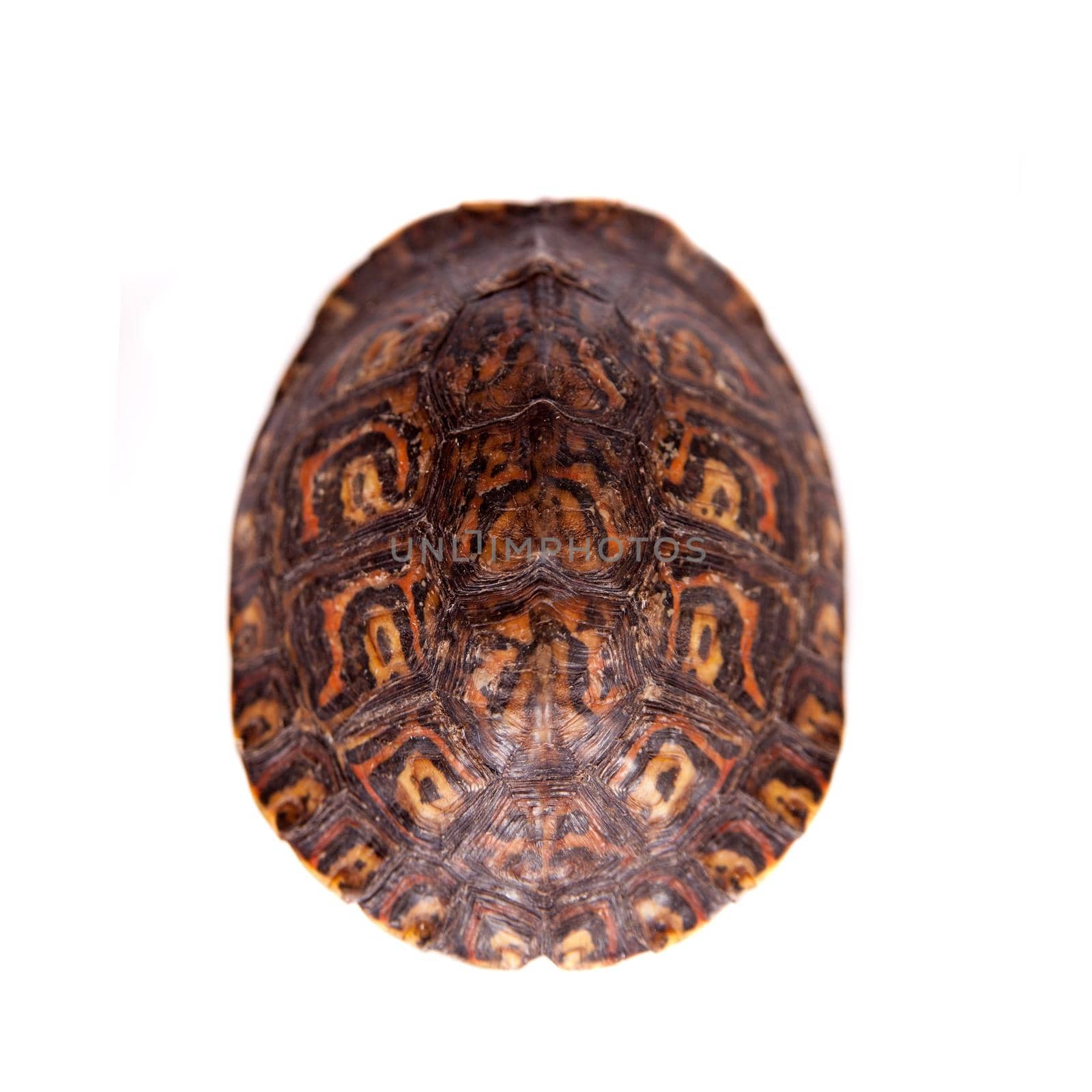 The Painted wood turtle, Rhinoclemmys pulcherrima manni, isolated on white background