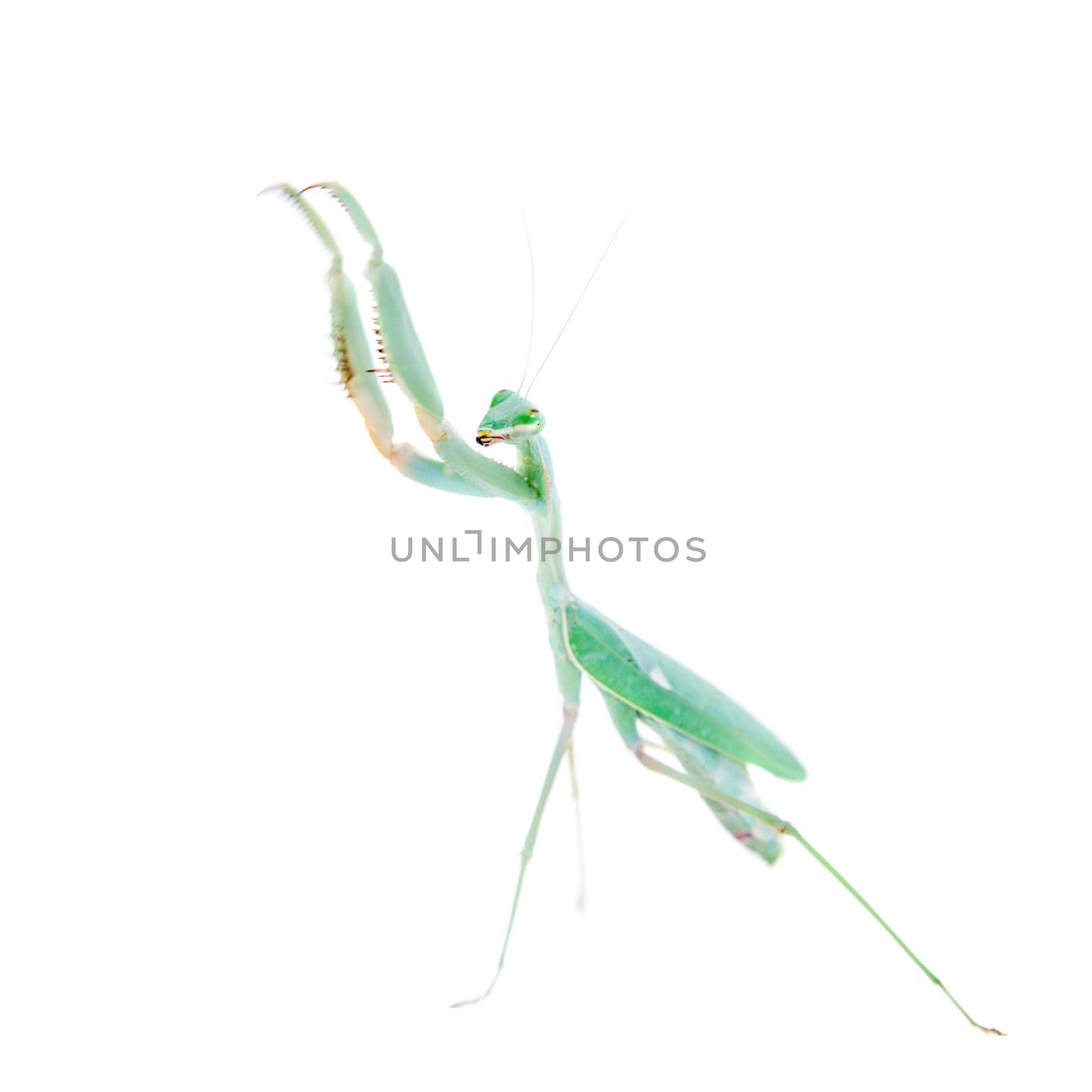 Sphodromantis viridis, or common names Giant african mantis isolates on white background