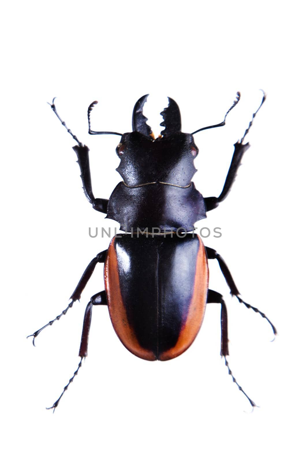 beetle in museum isolated on the white background