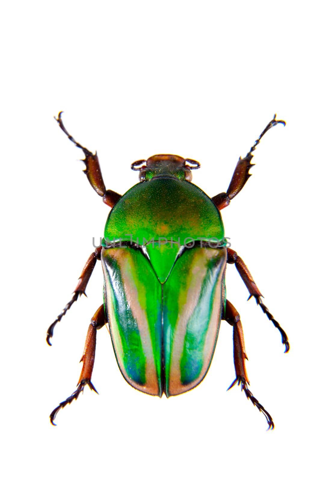 Green beetle on the white background by RosaJay