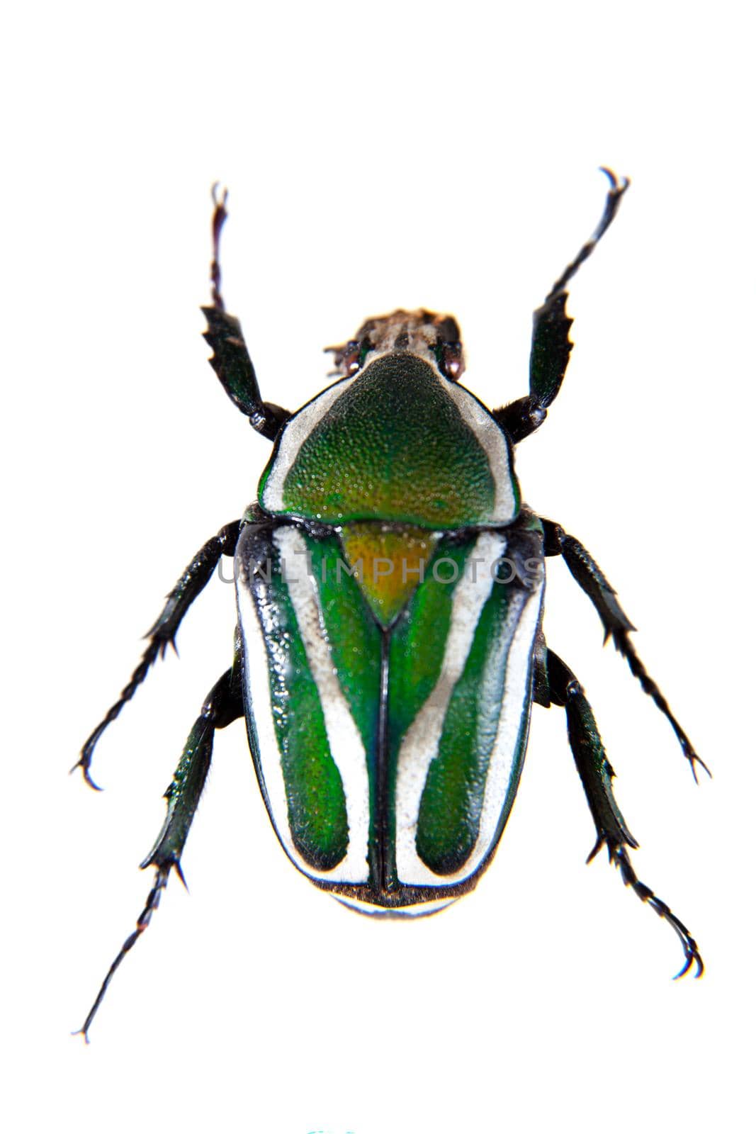 Stripped green beetle in museum isolated on the white background