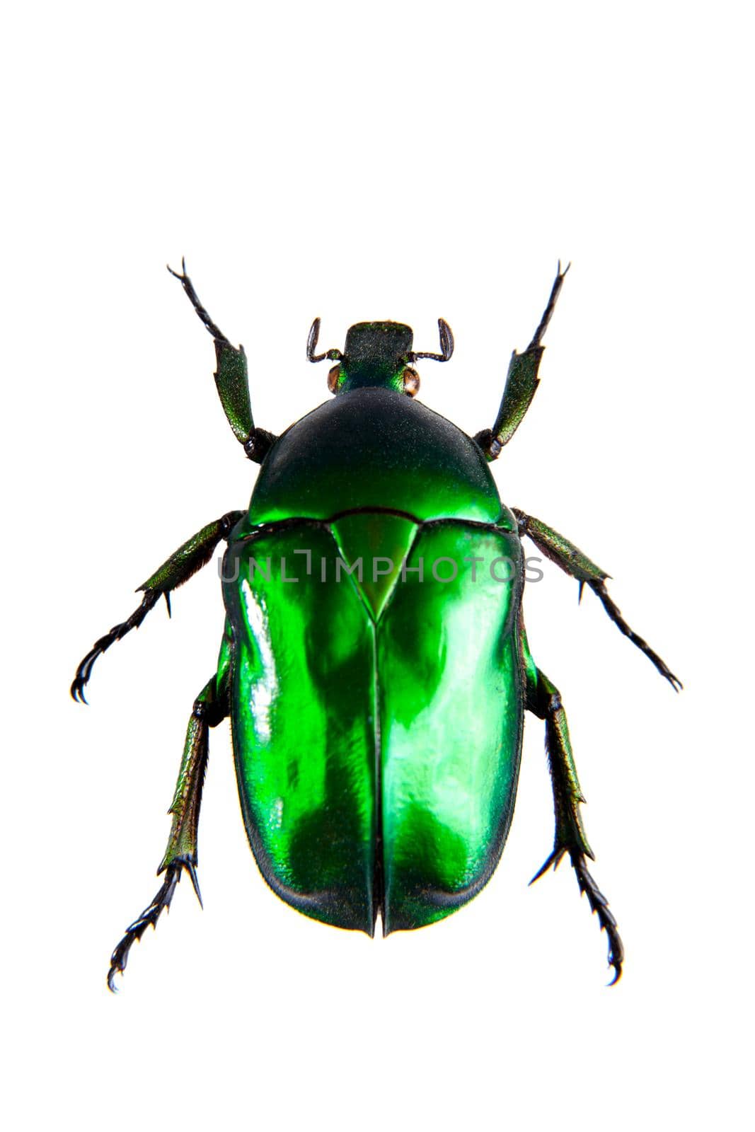 Green beetle on the white background by RosaJay