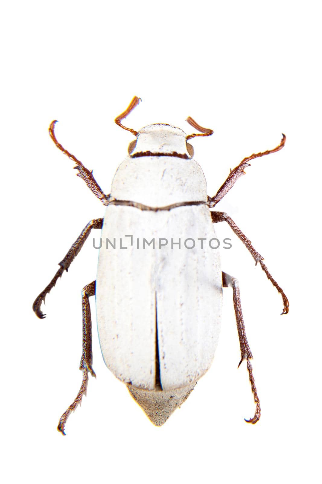 Cockchafe beetle on the white background by RosaJay