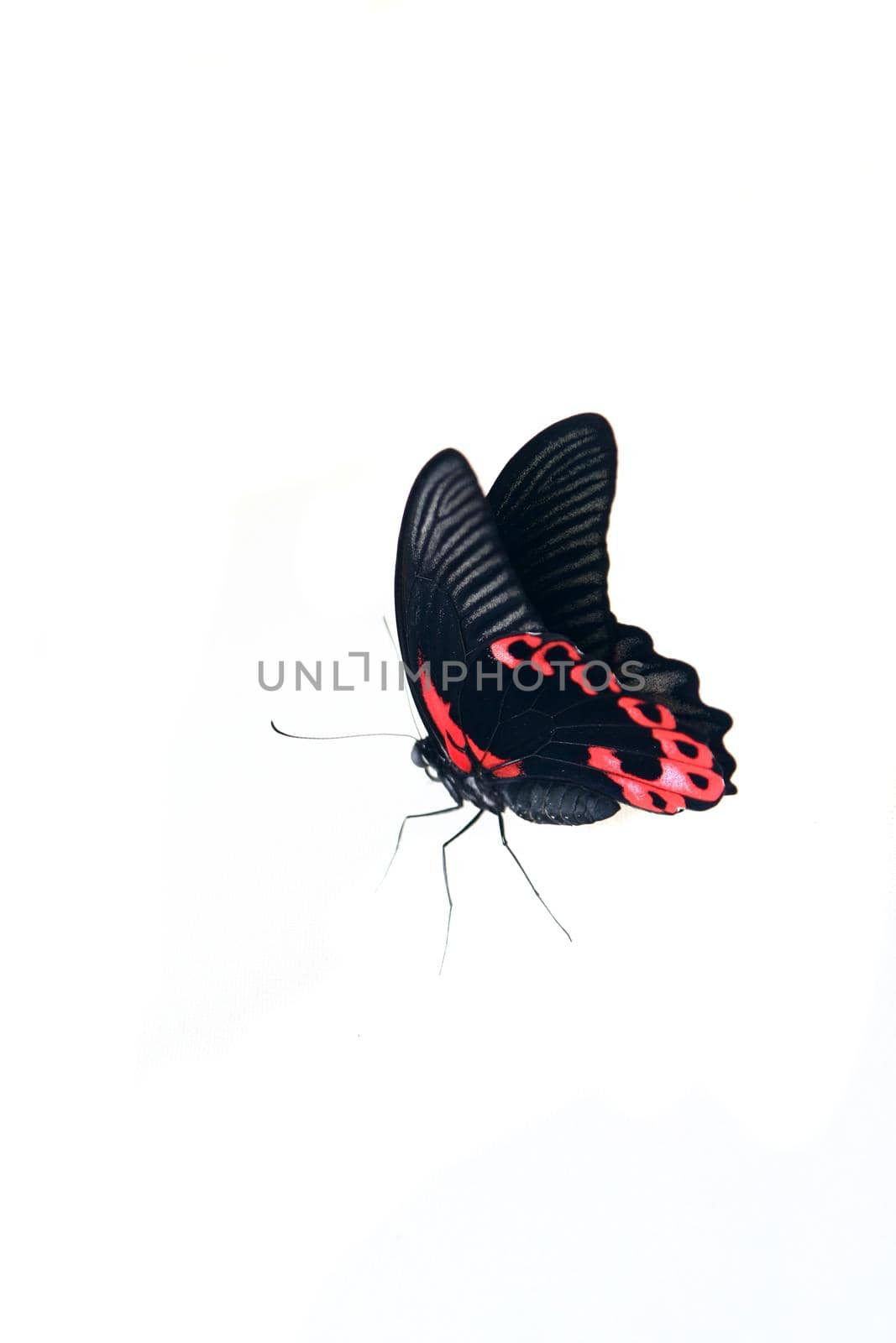 Papilio rumanzovia butterfly on white. by RosaJay